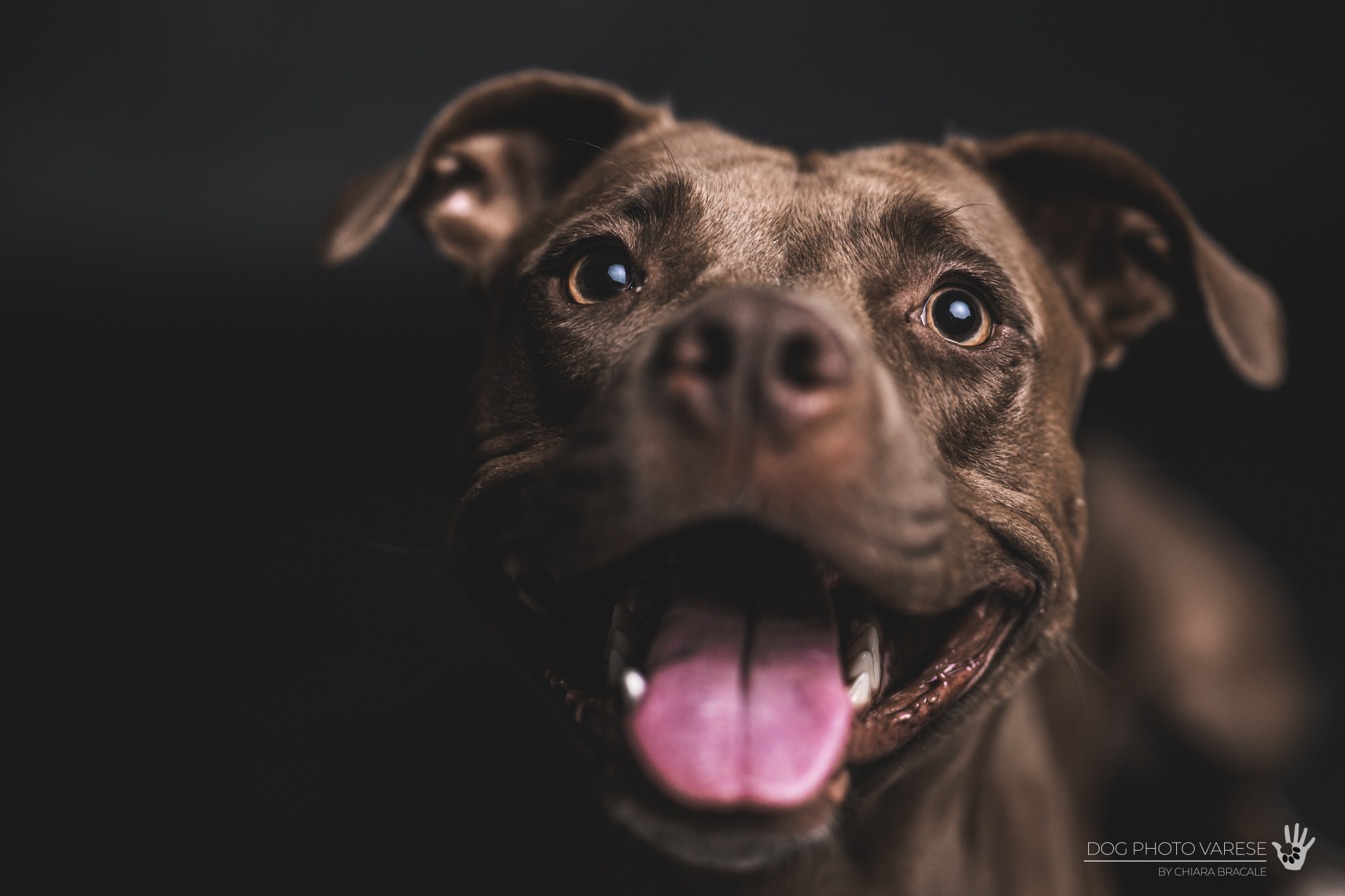 Boston Eco - Pittbull