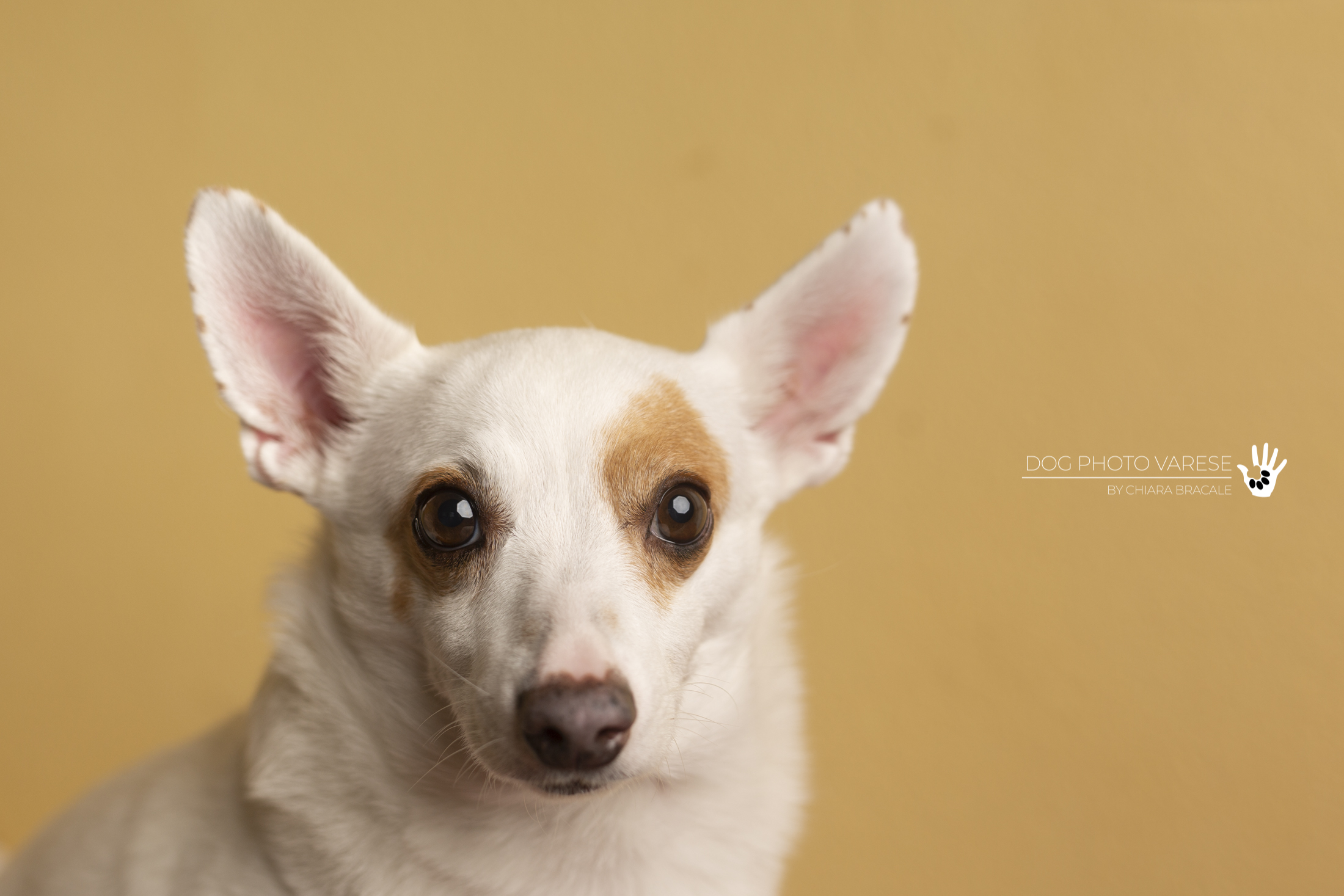 Puck , in the Meticcio