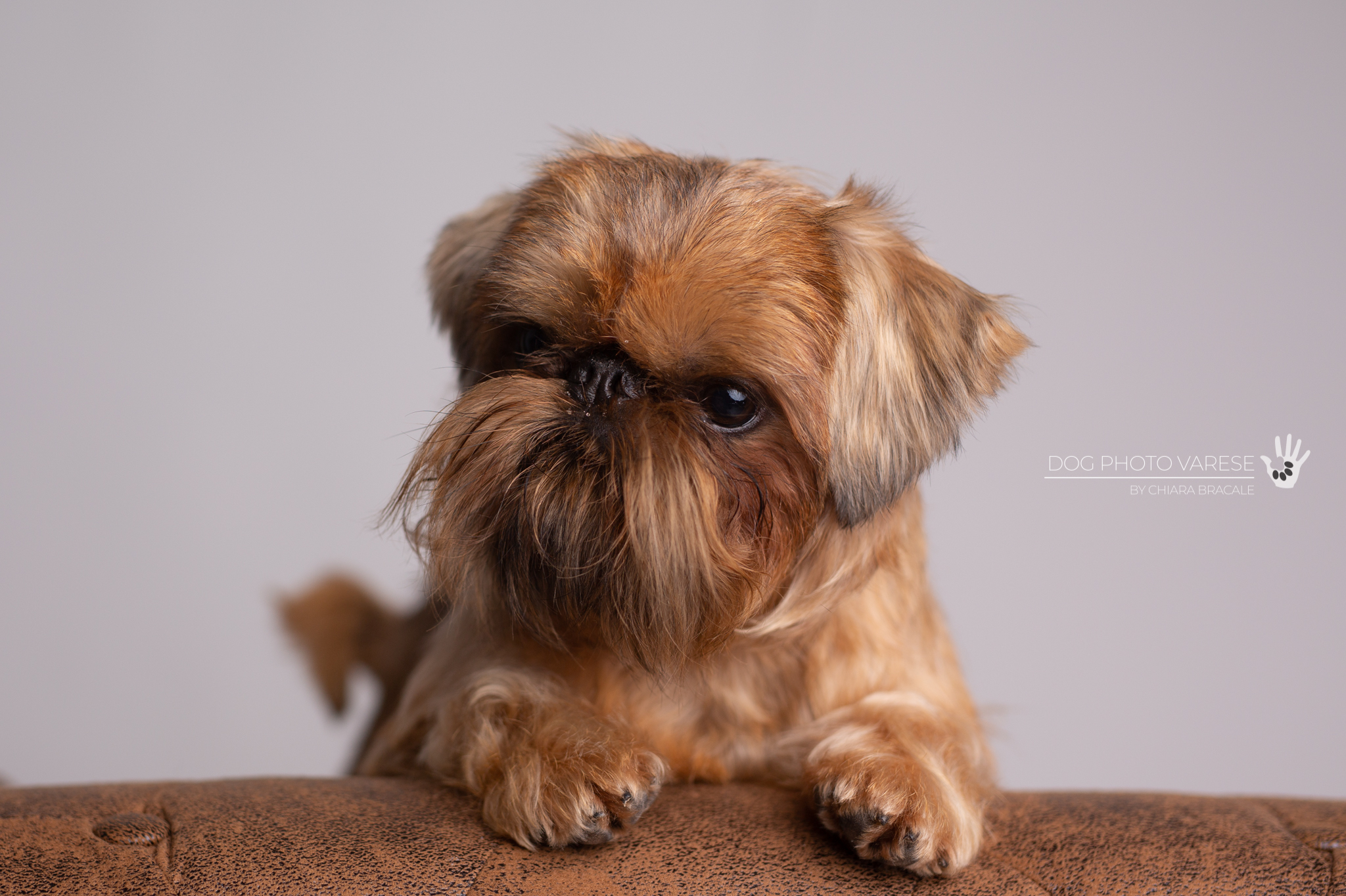 GIMLI - Brussels Griffone