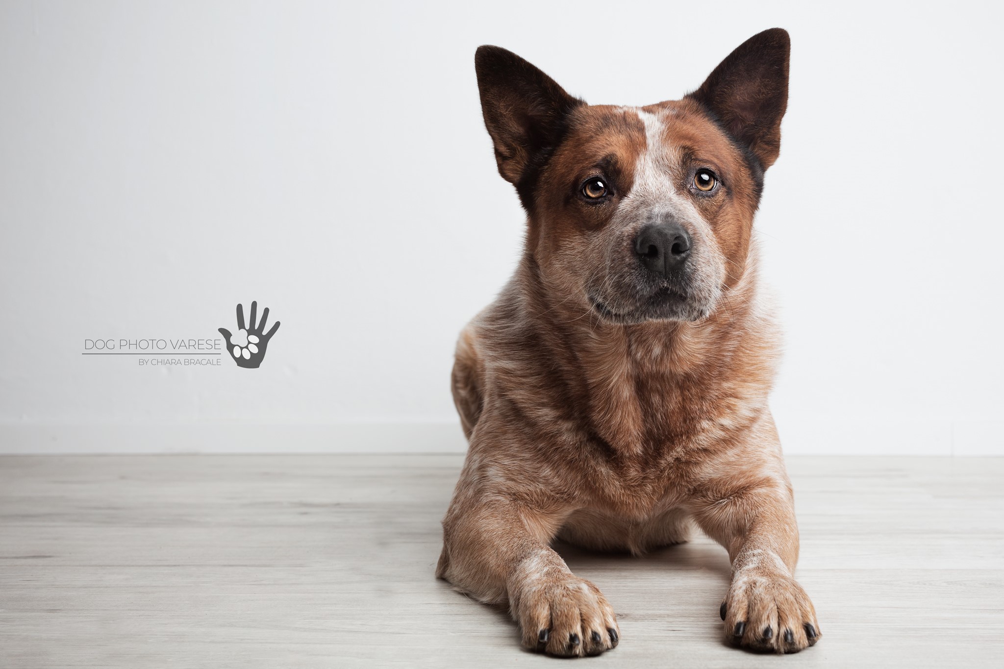 Gus - Australian Cattle Dog
