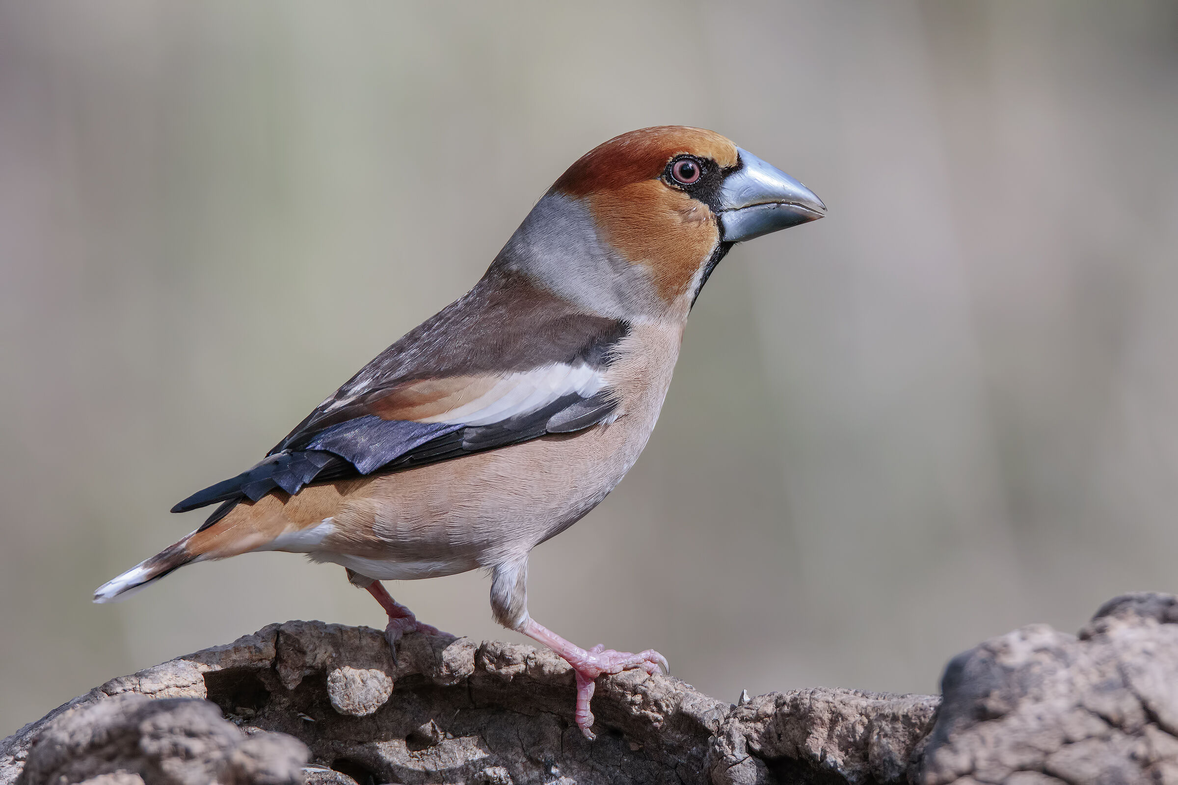 L'eccezionale livrea del Frosone