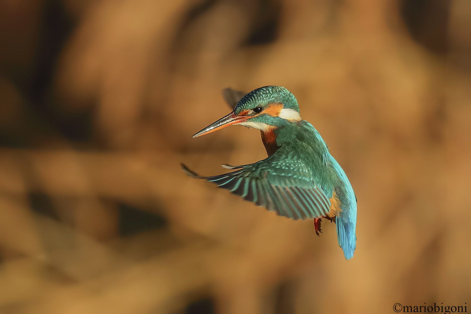 Kingfisher