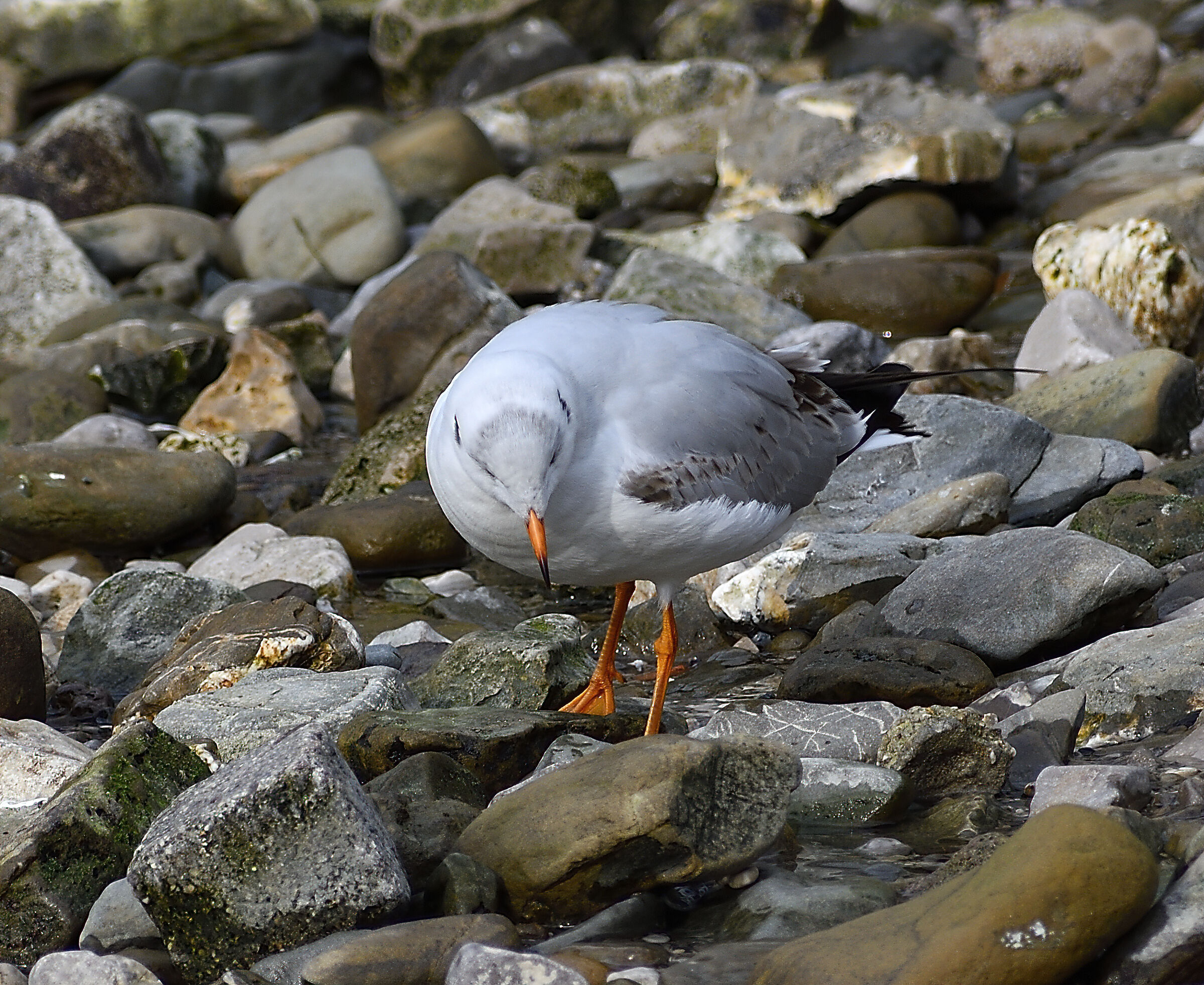 Poco più di un pulcino...
