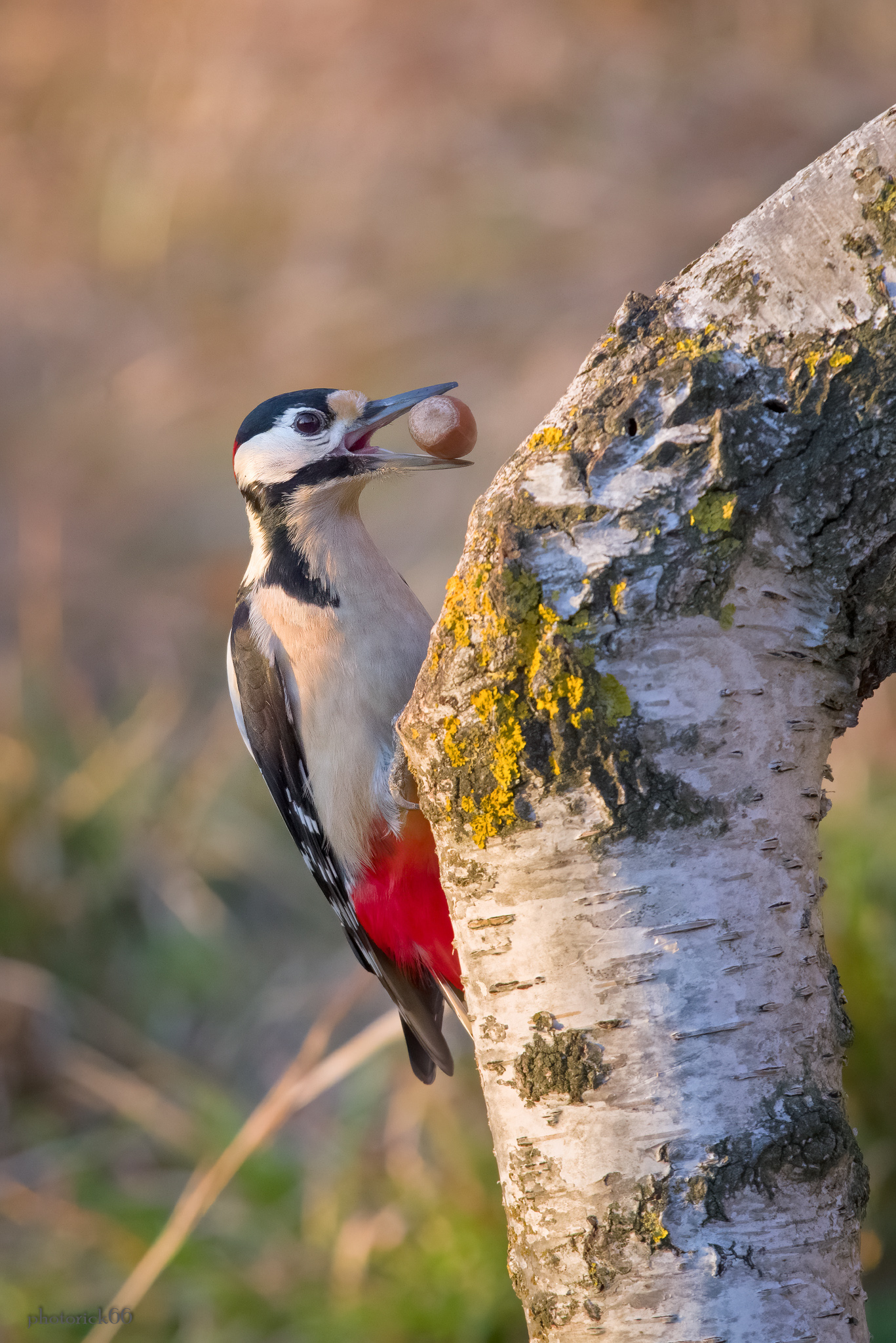 Picchio Rosso goloso