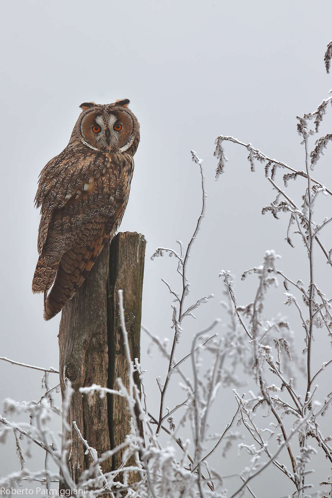 Caccia diurna tra la galaverna