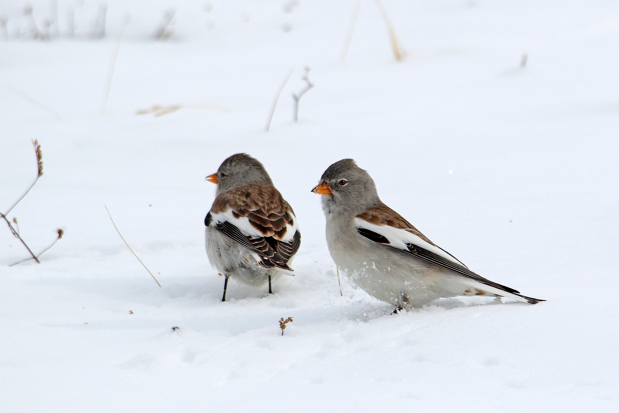 alpine finches in the snow