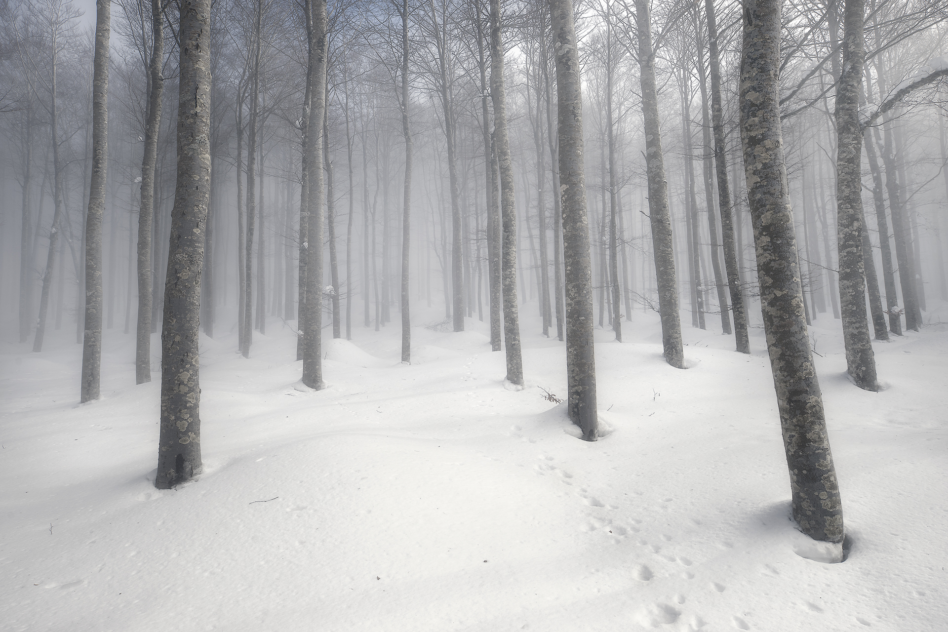Into the White