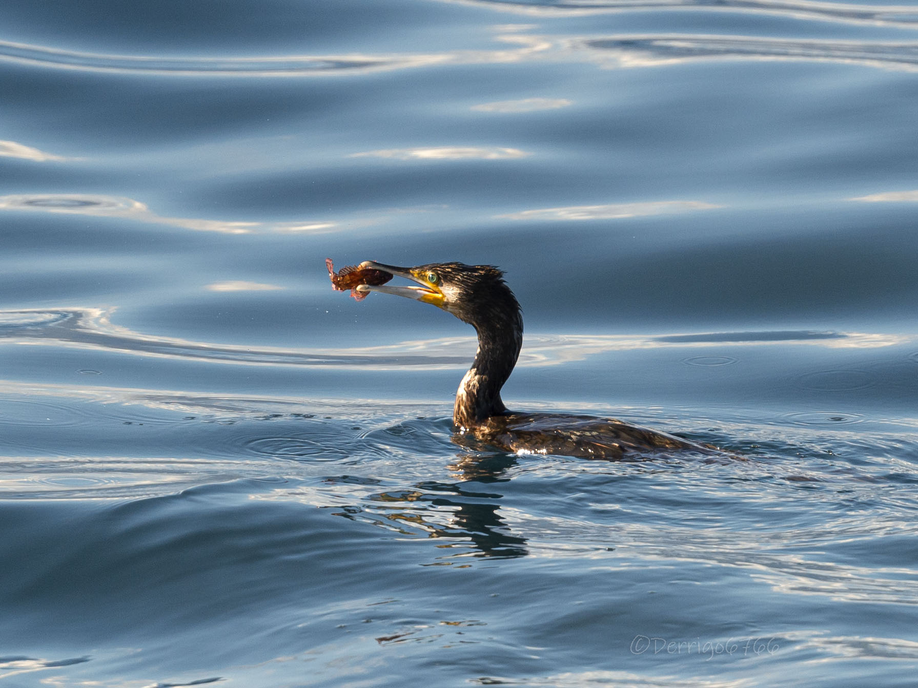 Natural fisherman...