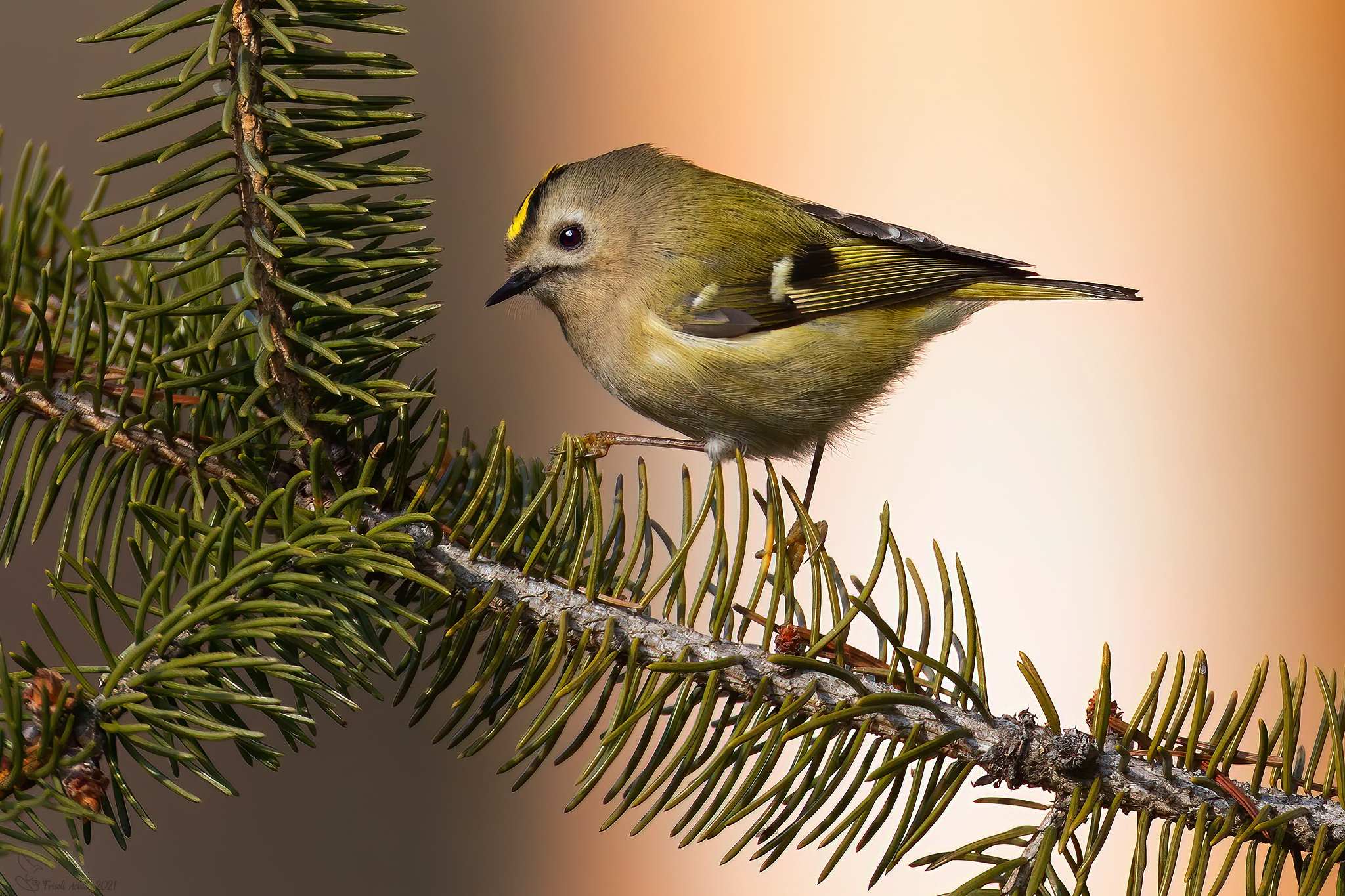 On the pine needles " Regolo "
