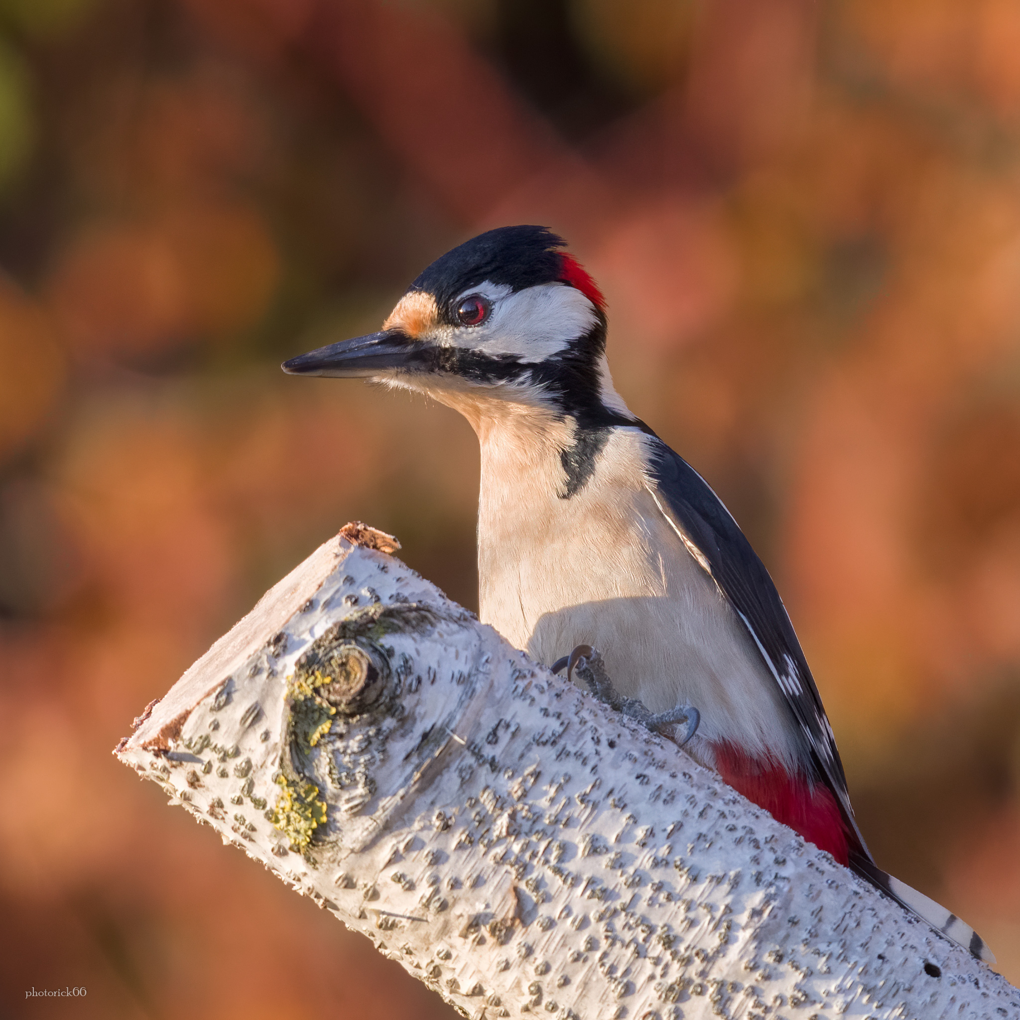 Picchio Rosso Maggiore Maschio