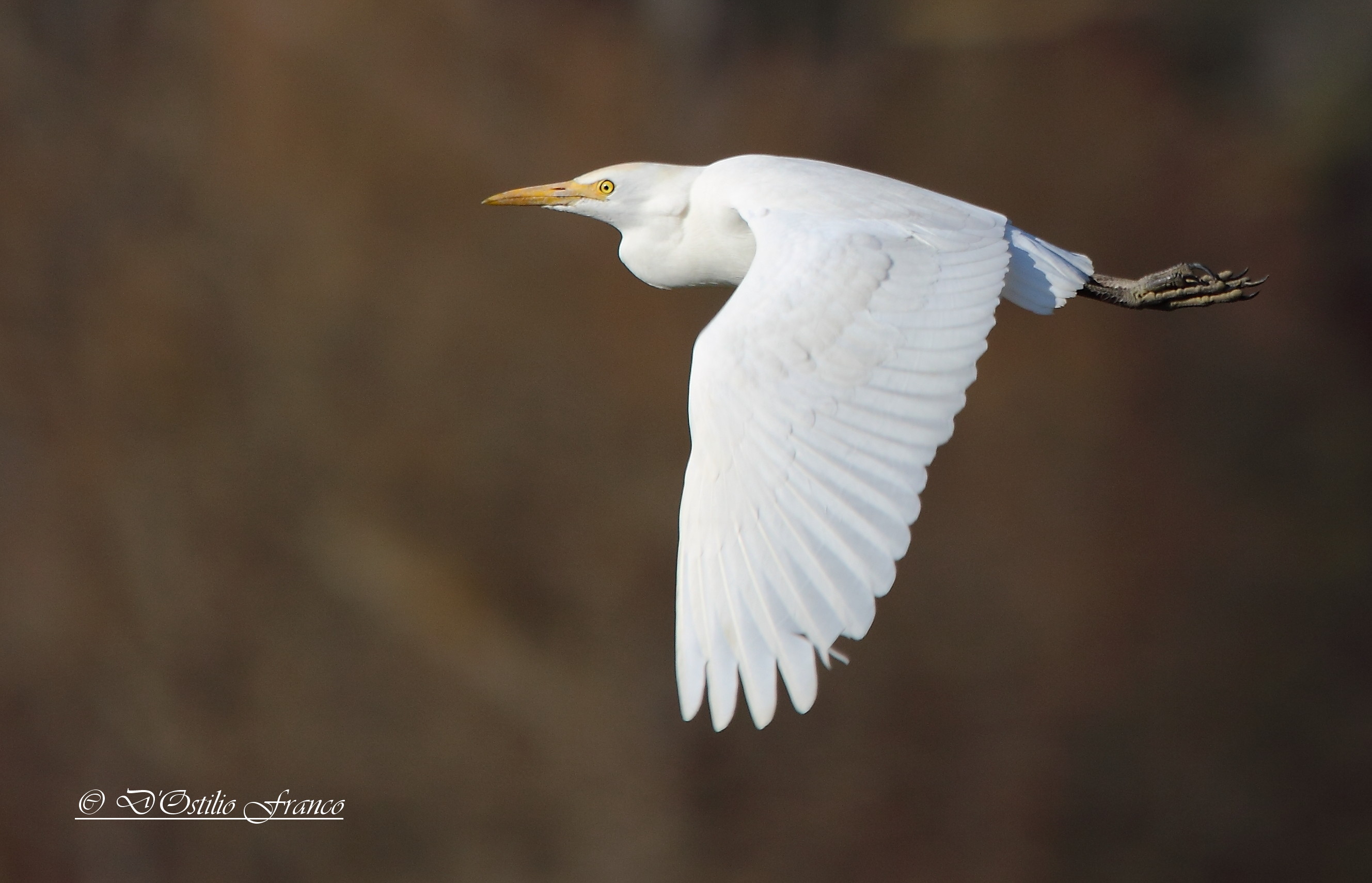 Cattle Egret