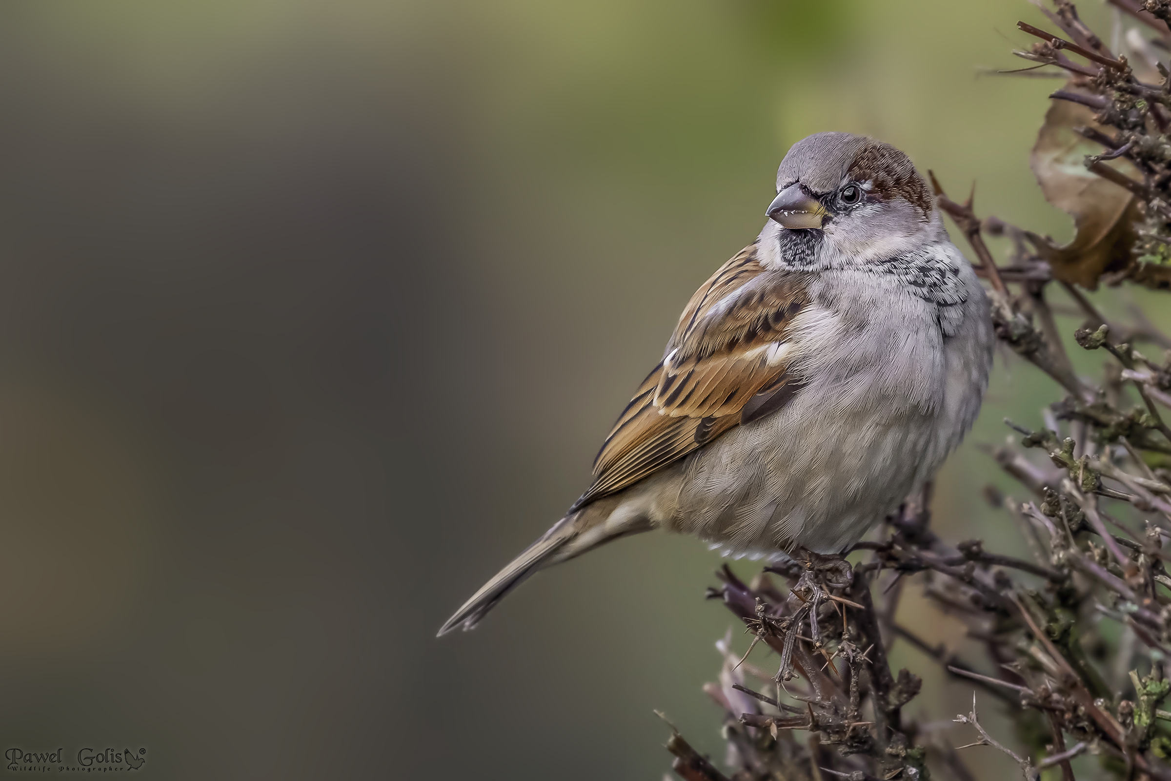 House sparrow (Passer domesticus)