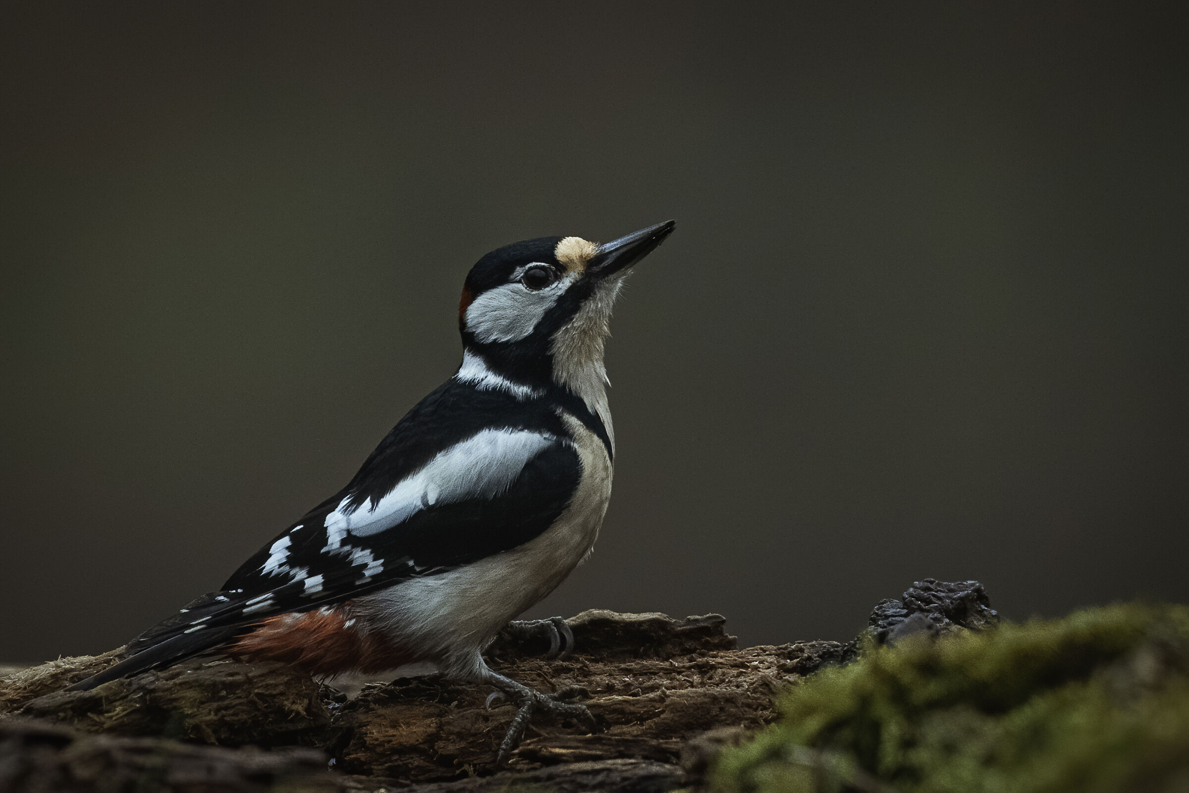Picchio rosso maggiore