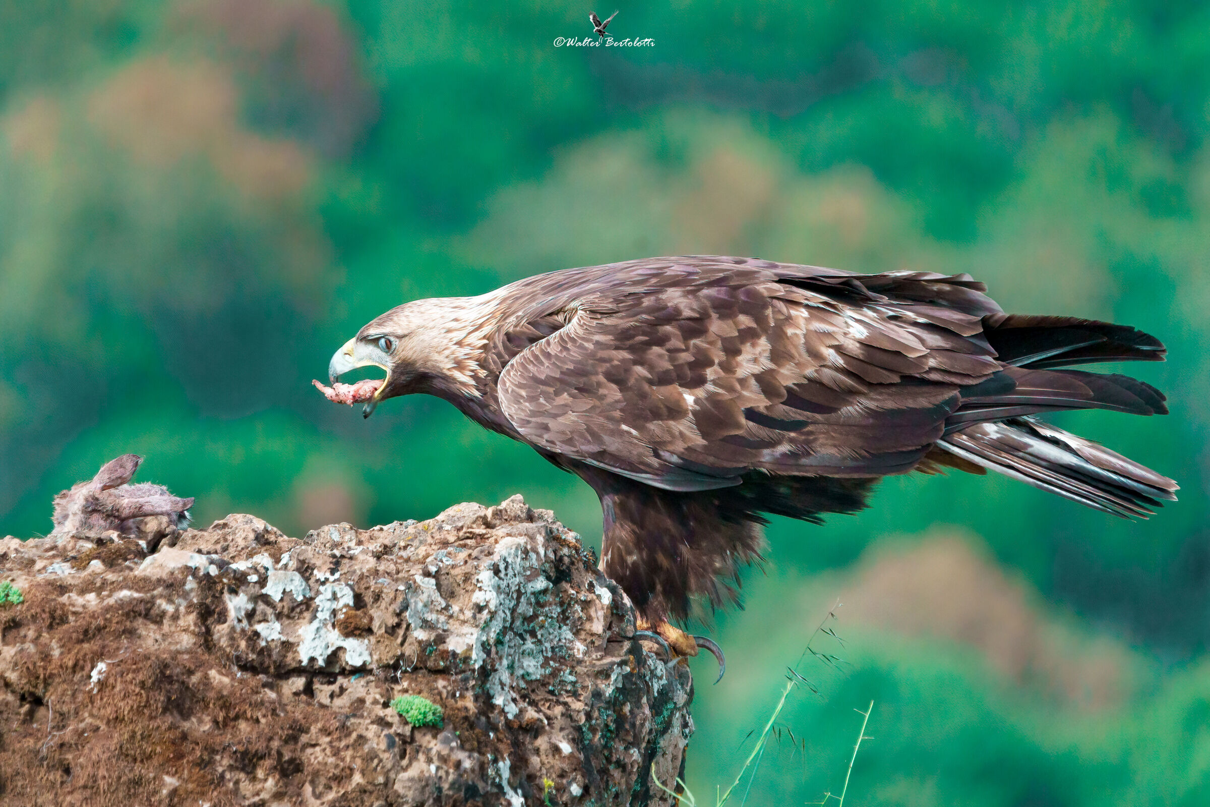 il boccone della regina