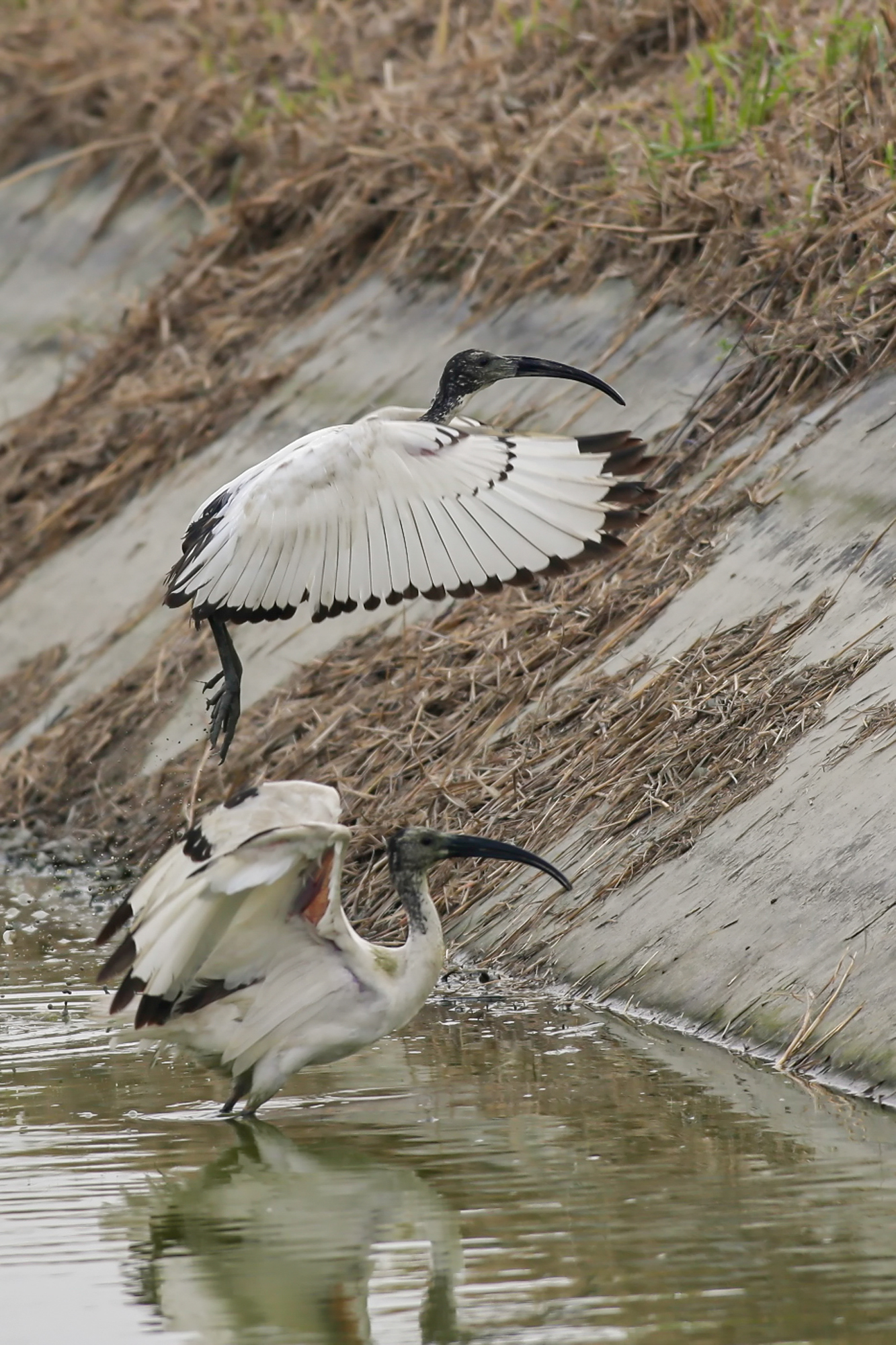 sacred ibis