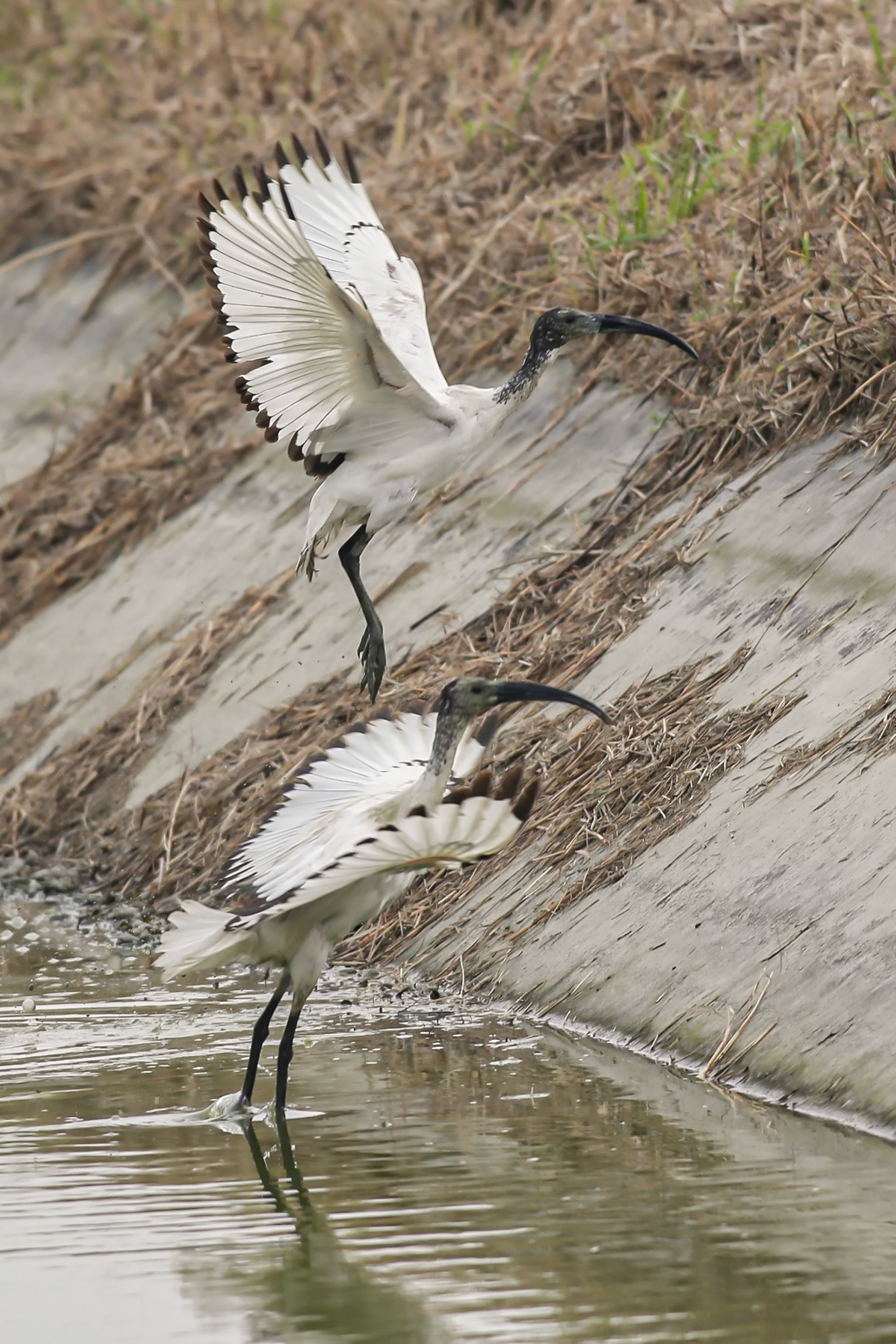 sacred ibis