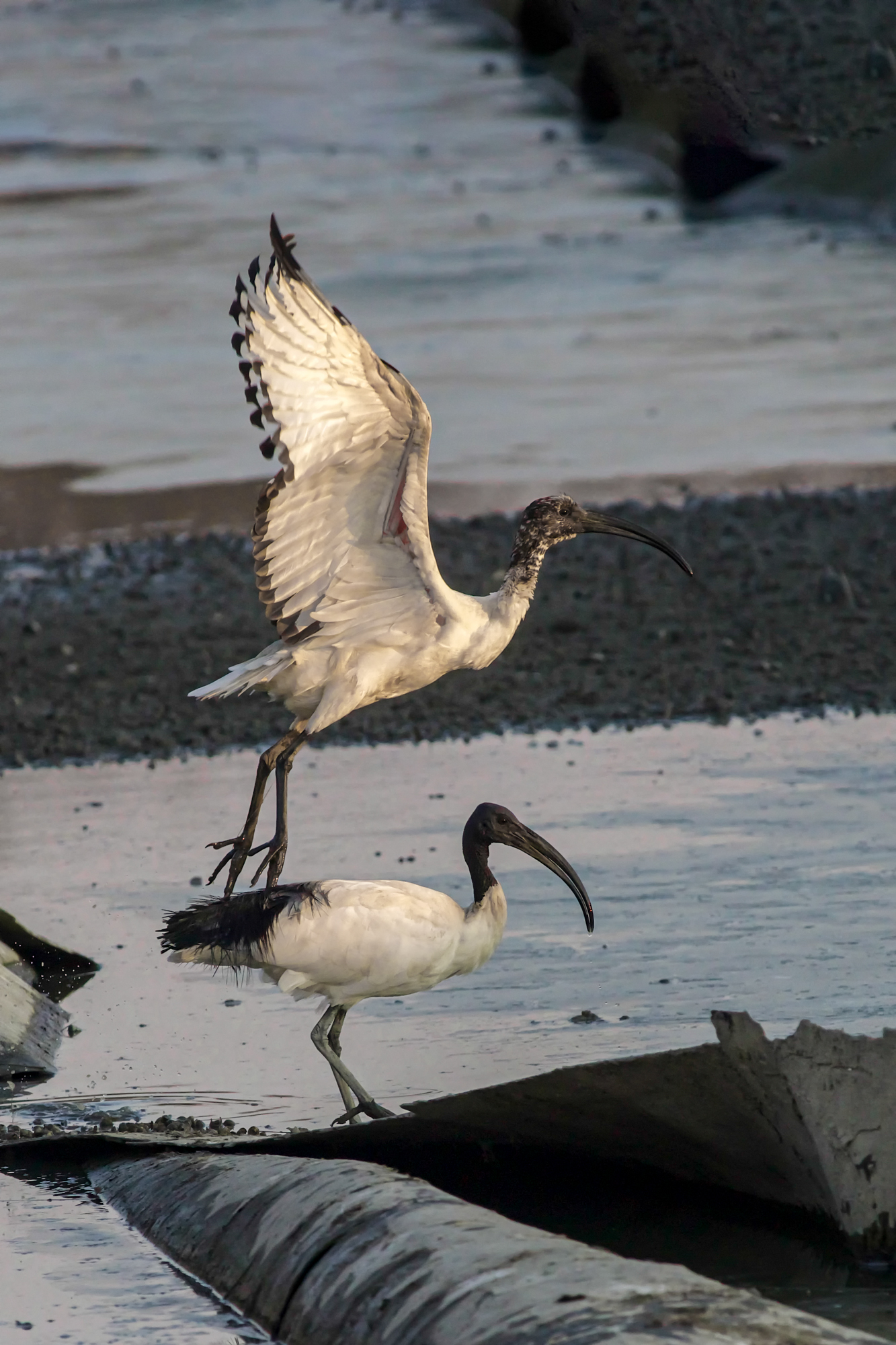 sacred ibis