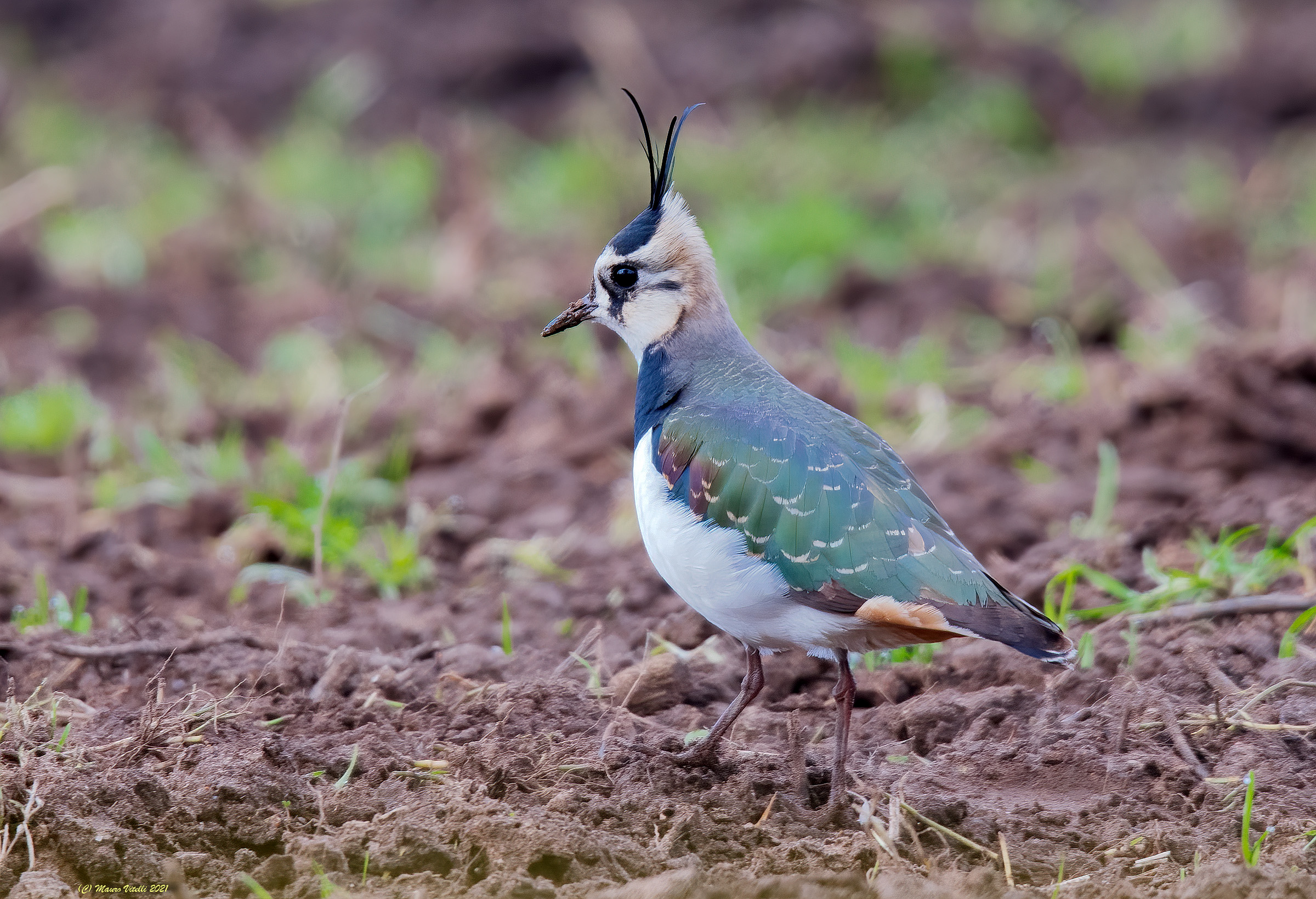 Peacock (Vanellus vanellus)