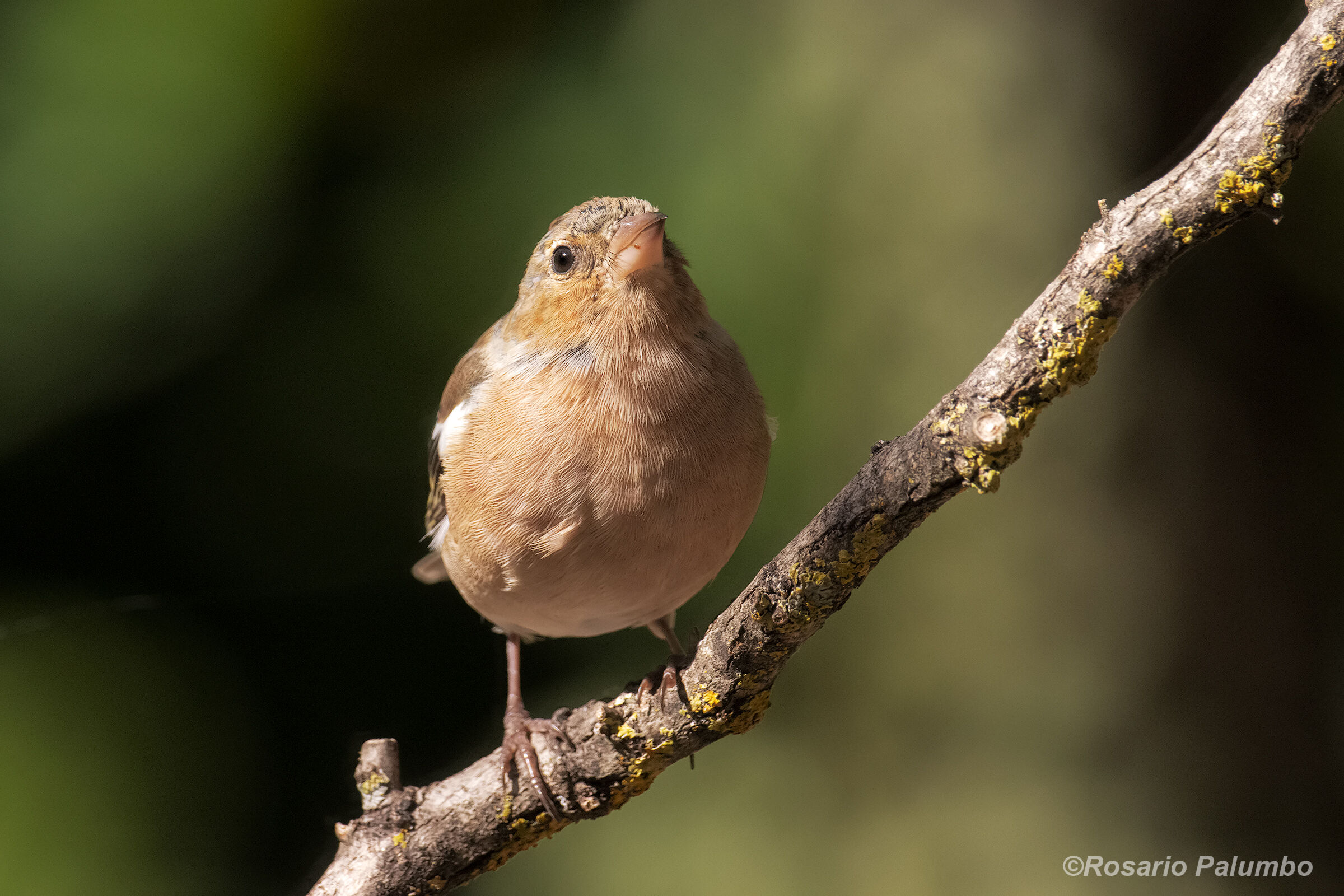 Chaffinch