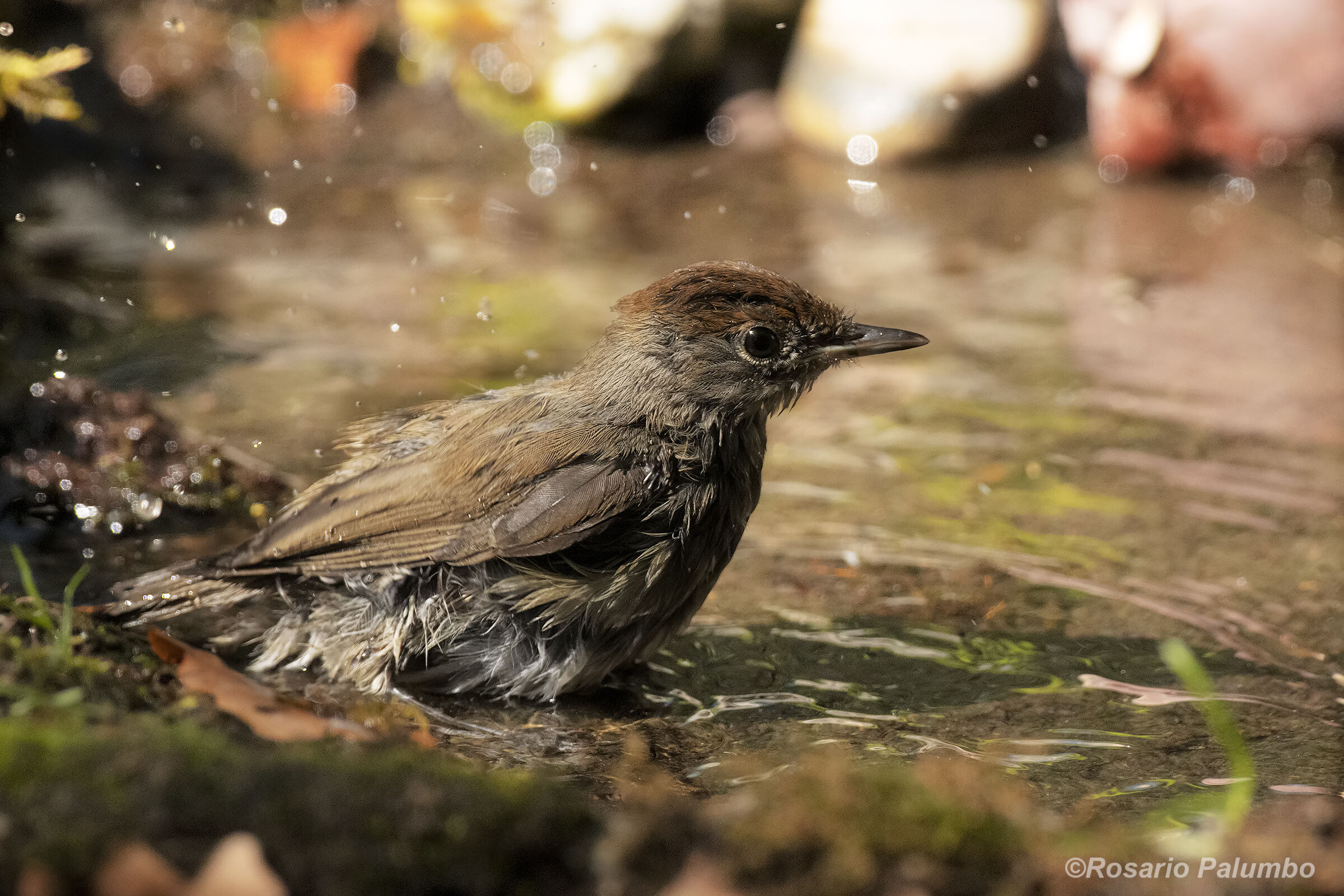 Female black capinera