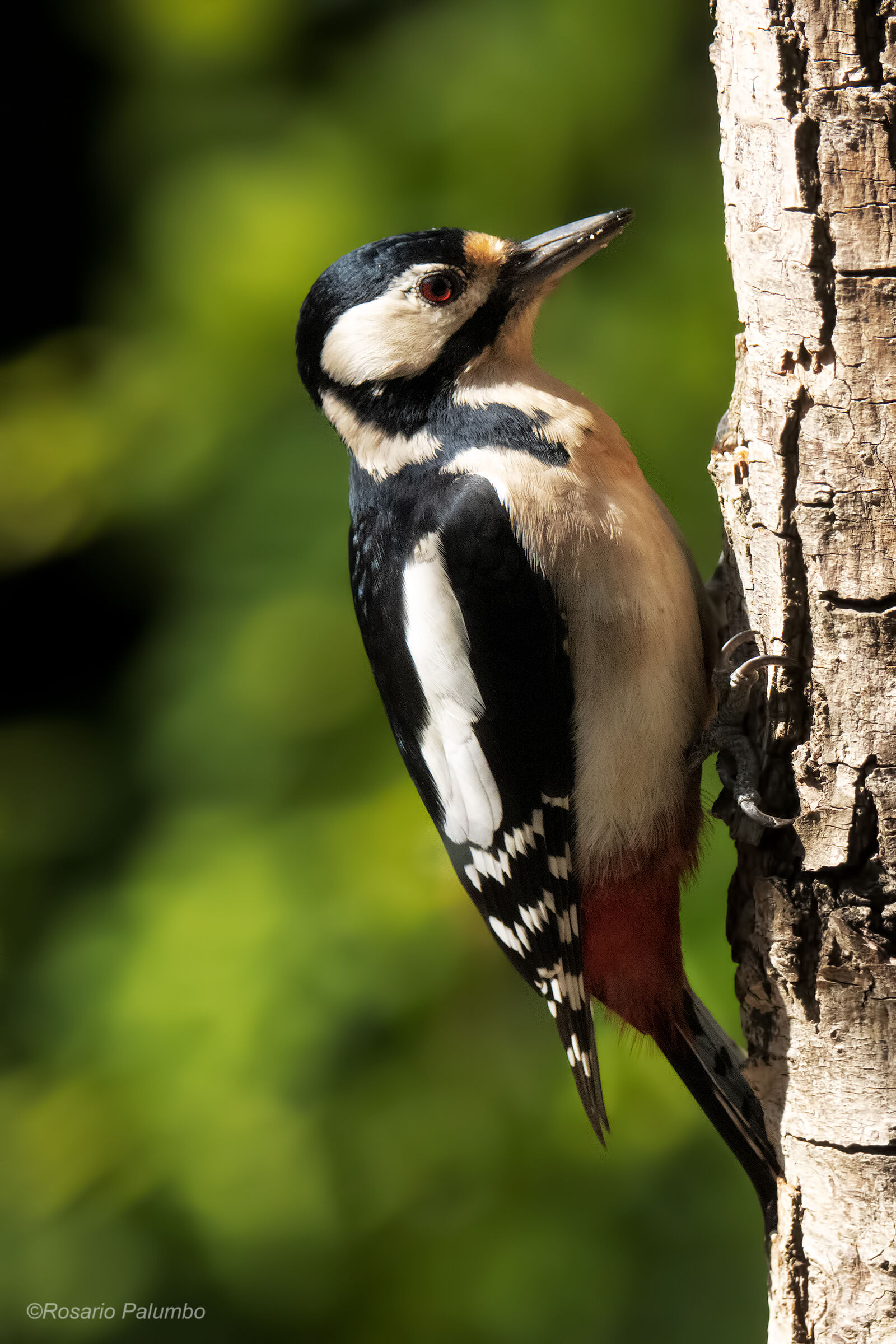 Greater red woodpecker