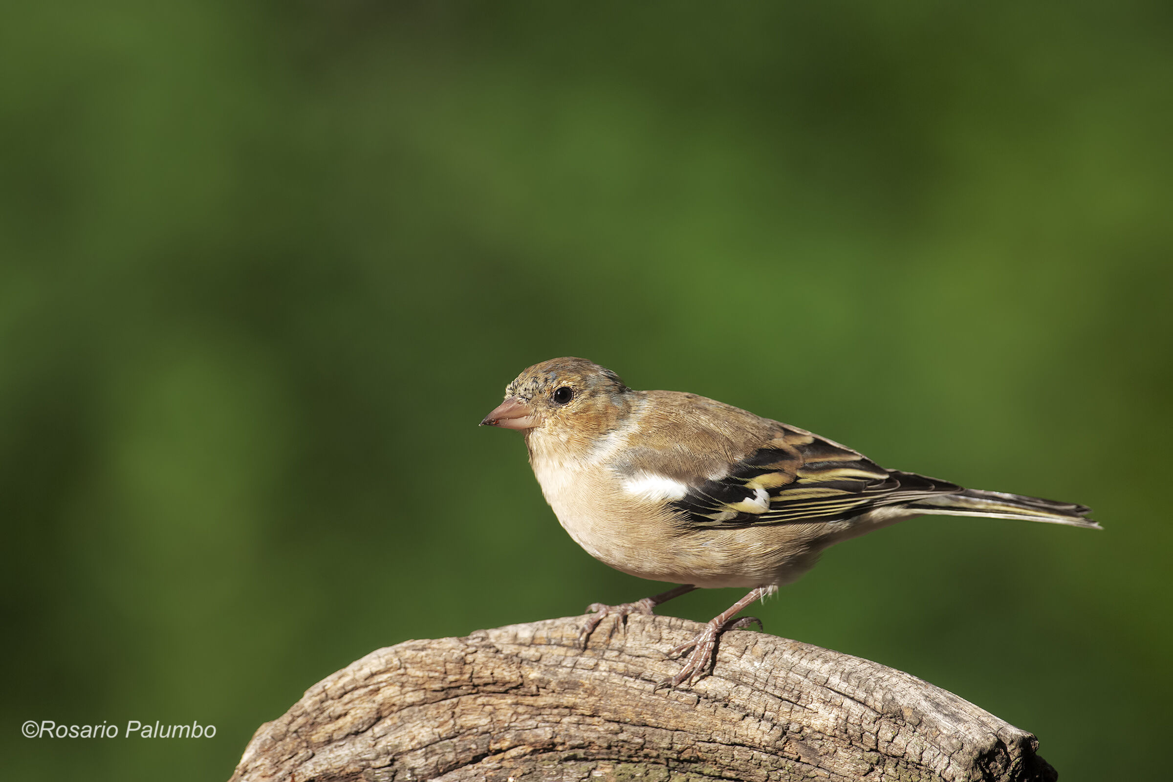 Chaffinch