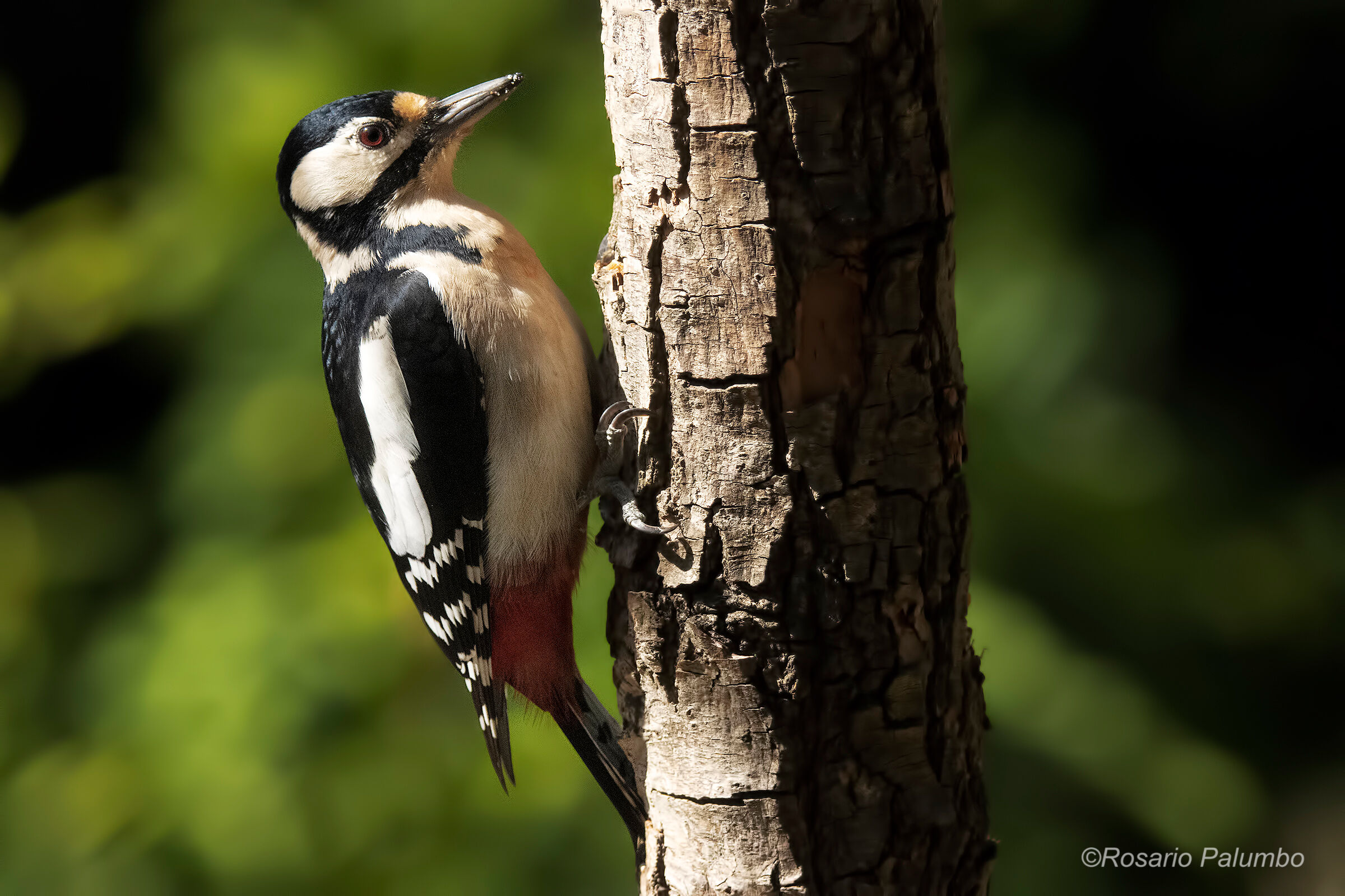 Greater red woodpecker