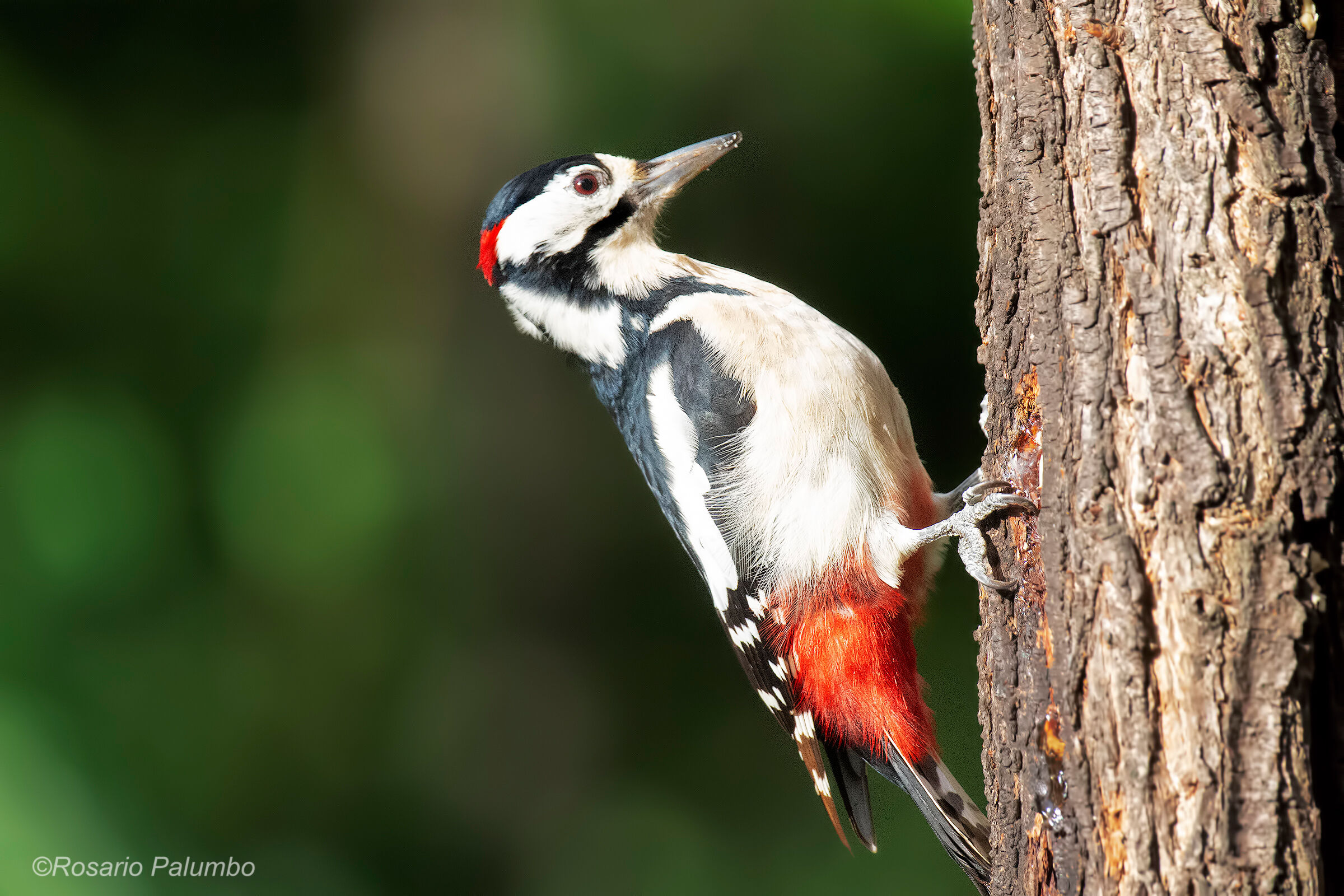Greater red woodpecker