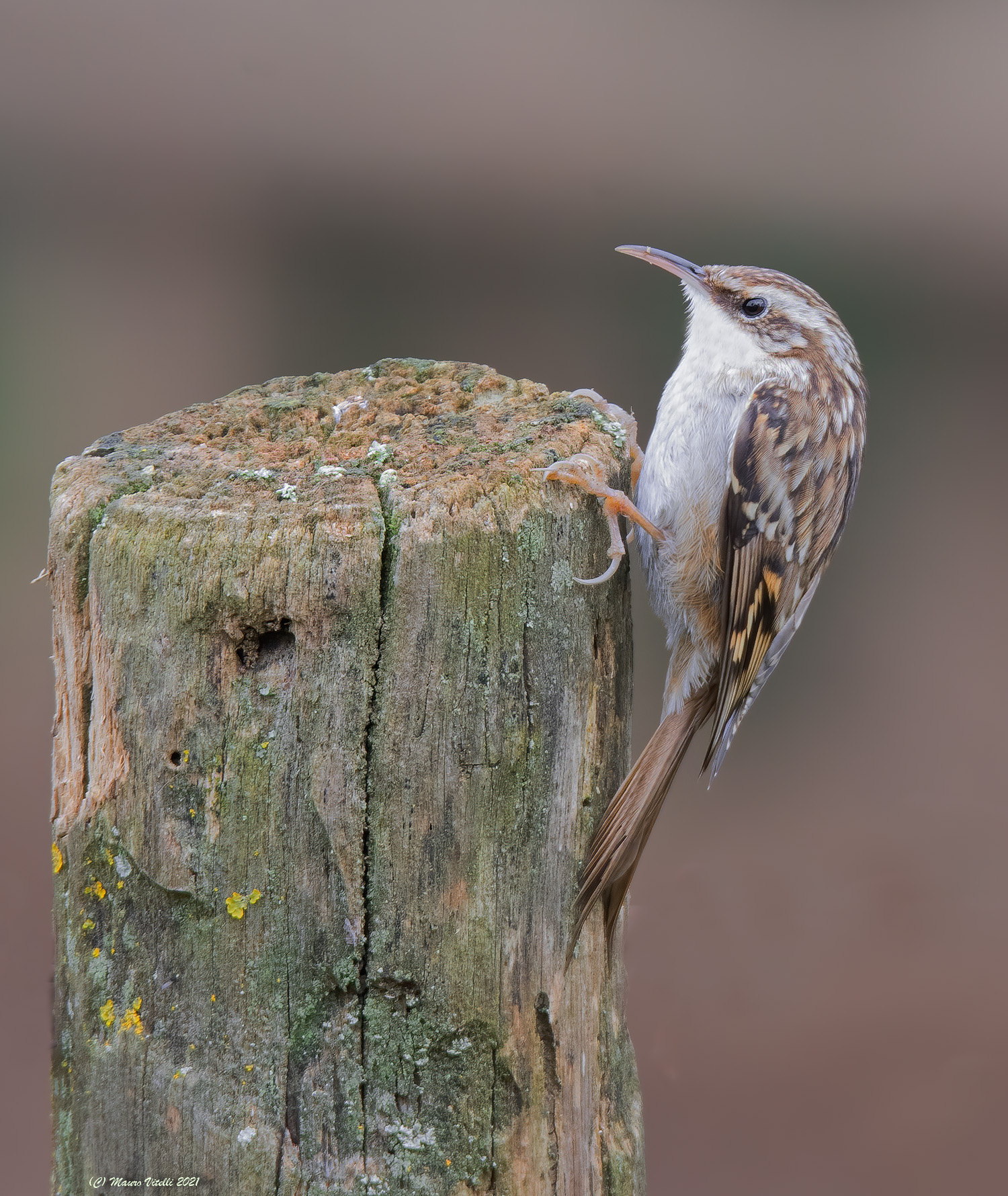 Common Creeper (Certhia brachydactyla)