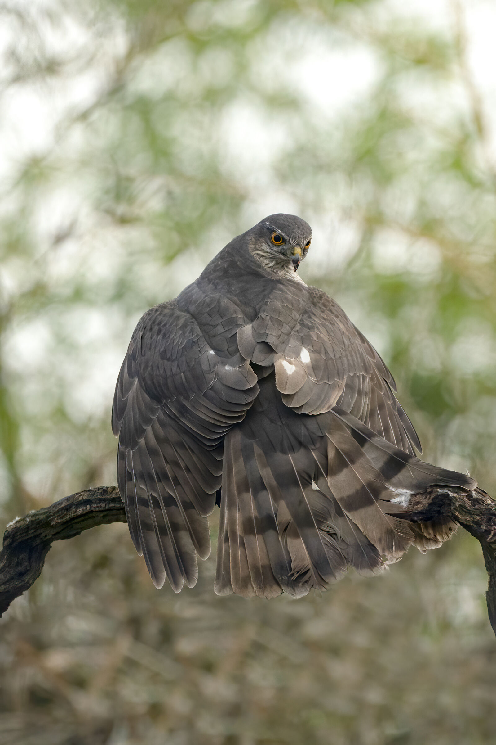 sparviere femmina in predazione