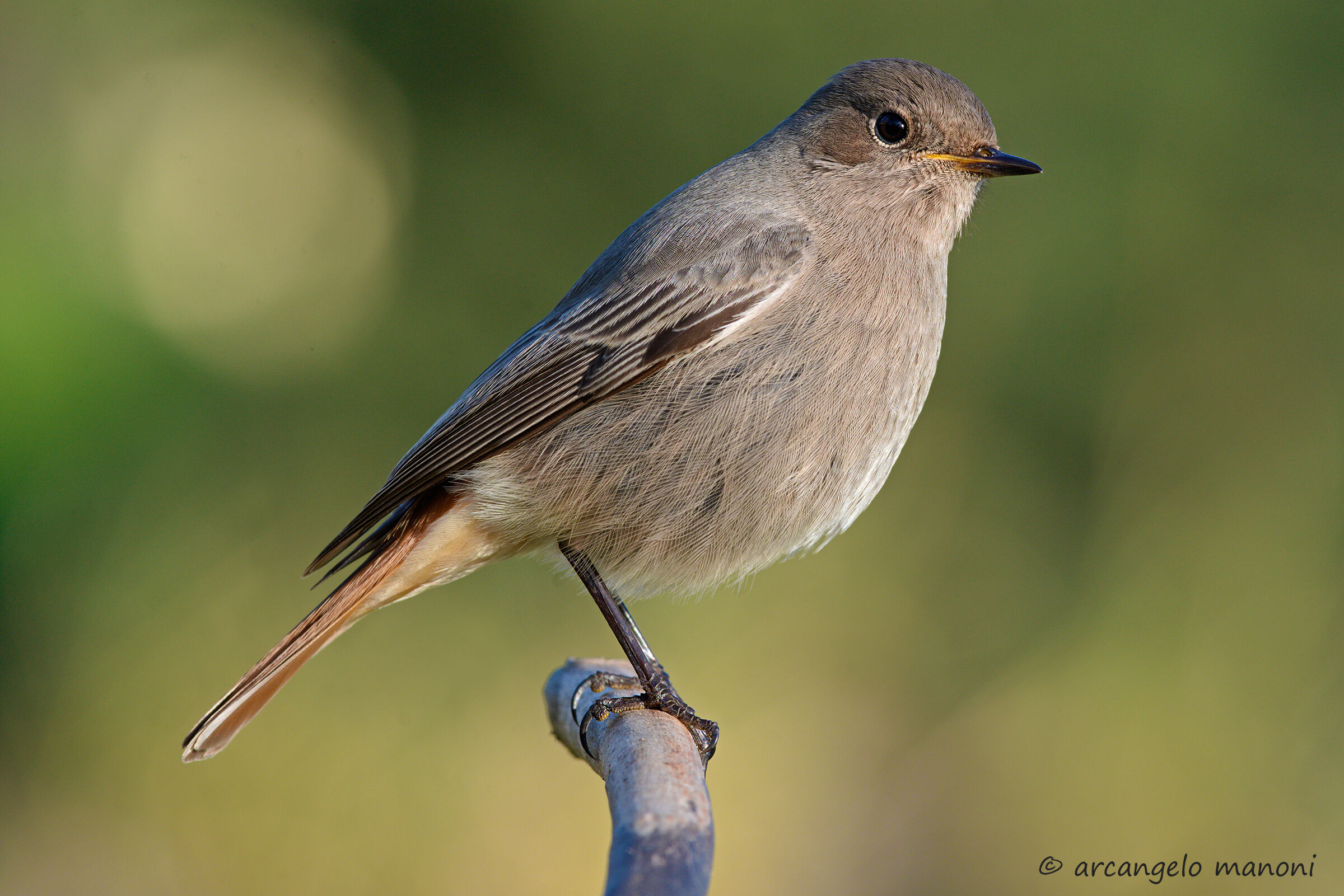 Portrait of the Codirosso