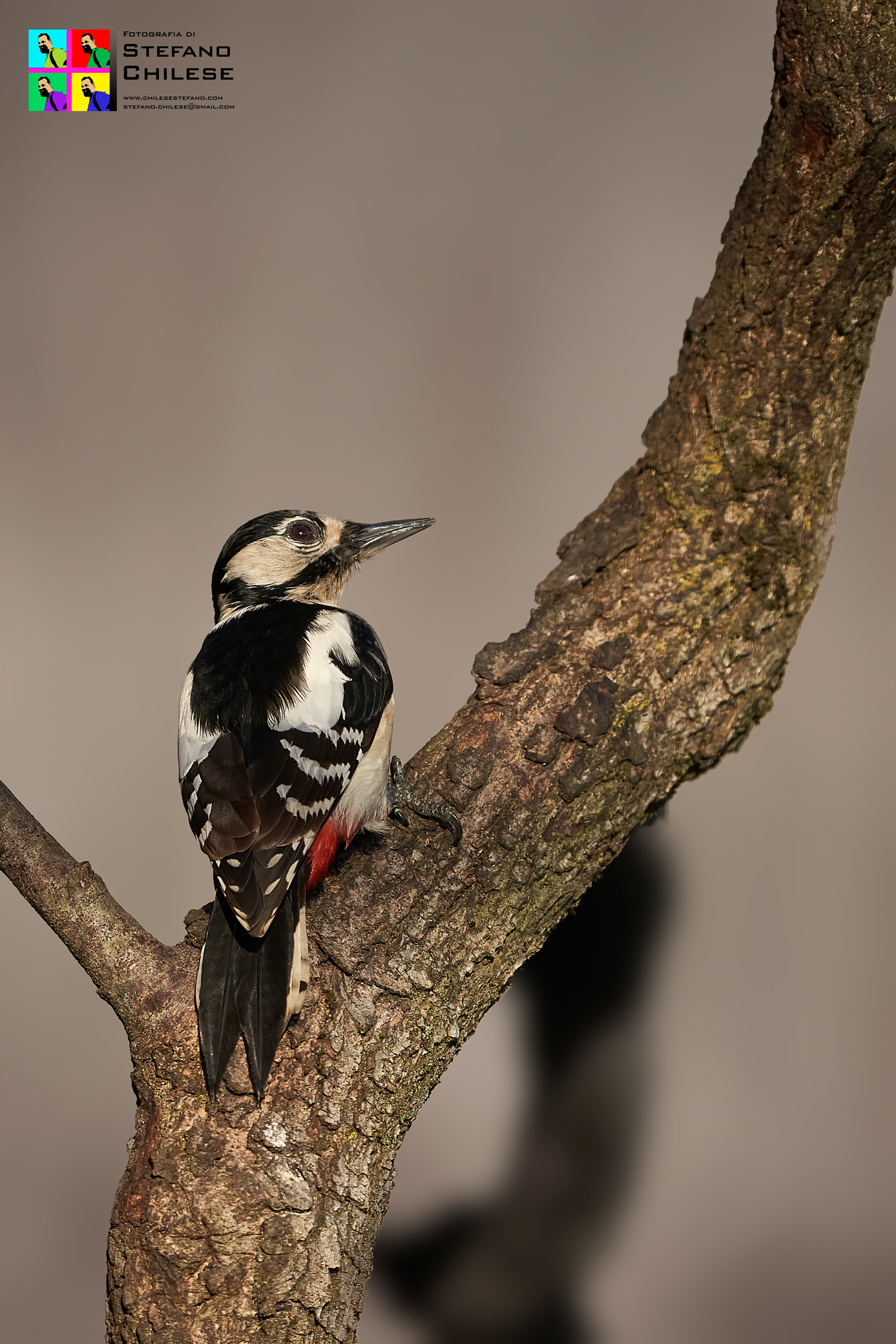 Butter woodpecker