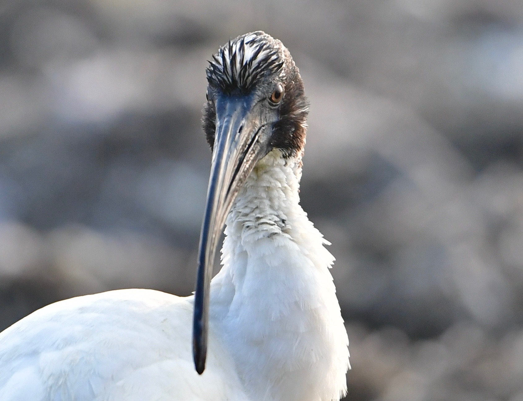 Off-season Ibis
