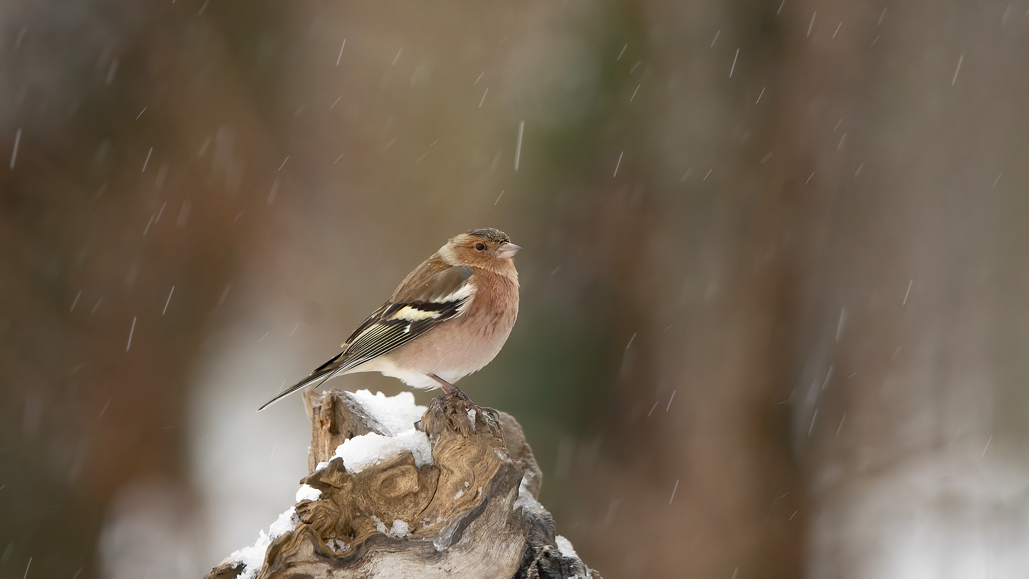 Chaffinch