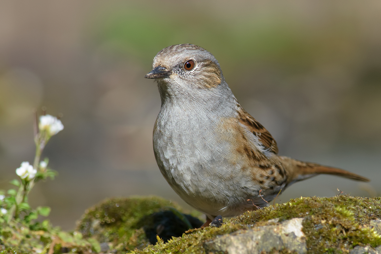 Flounder scopaiola (Prunella modularis).