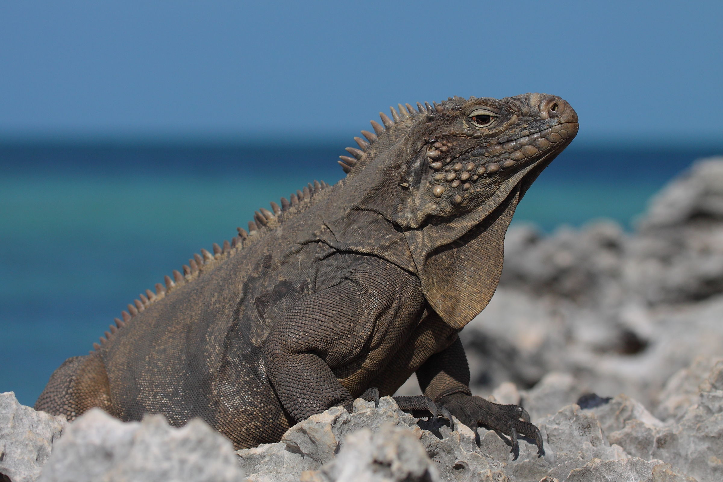 Iguana...