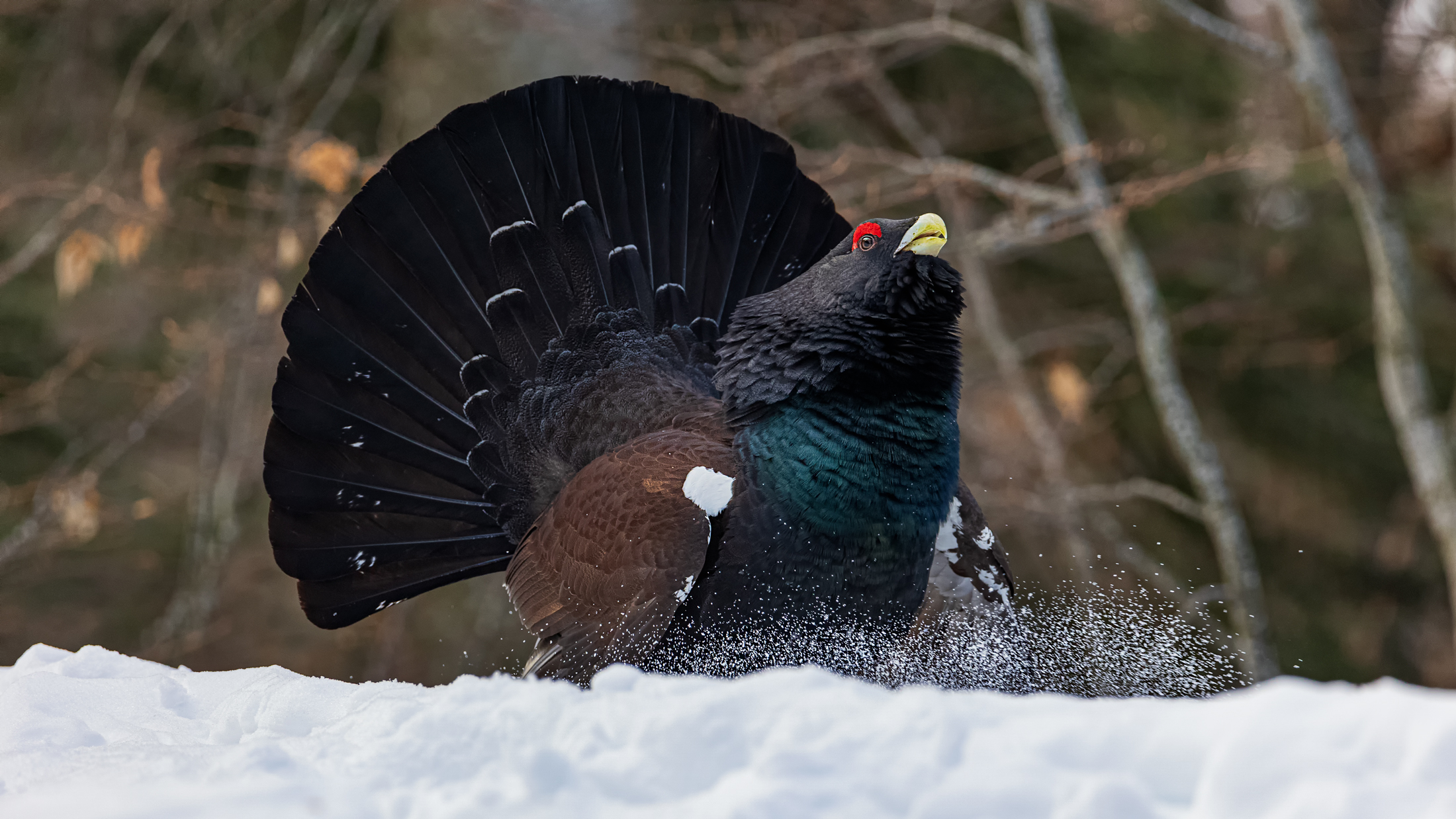 Capercaillie in all its splendor.