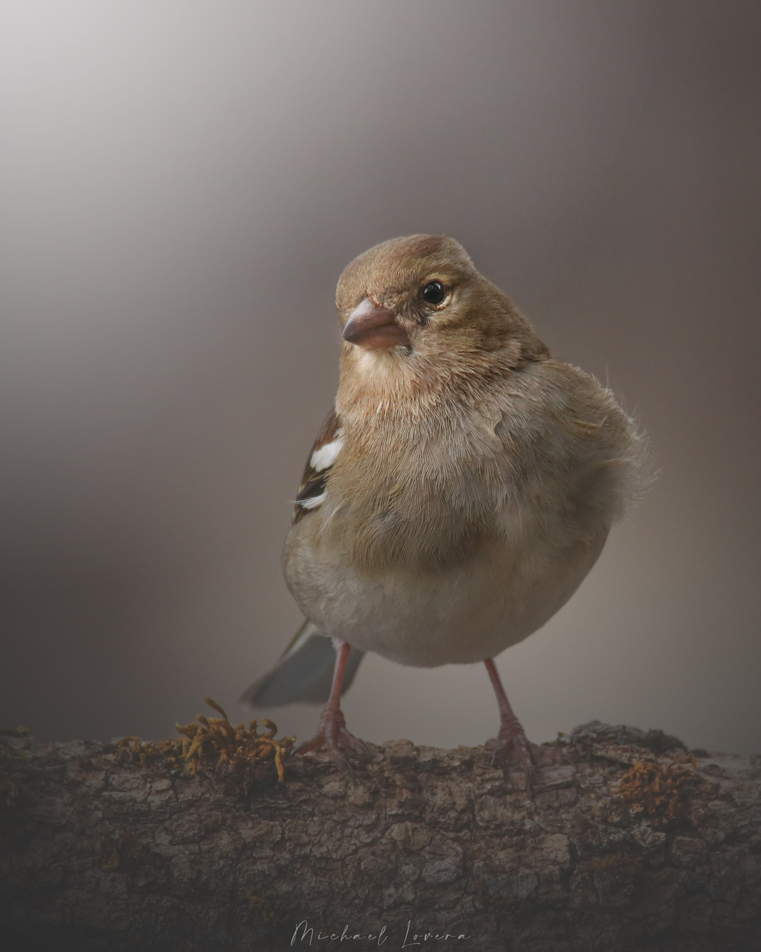 Chaffinch