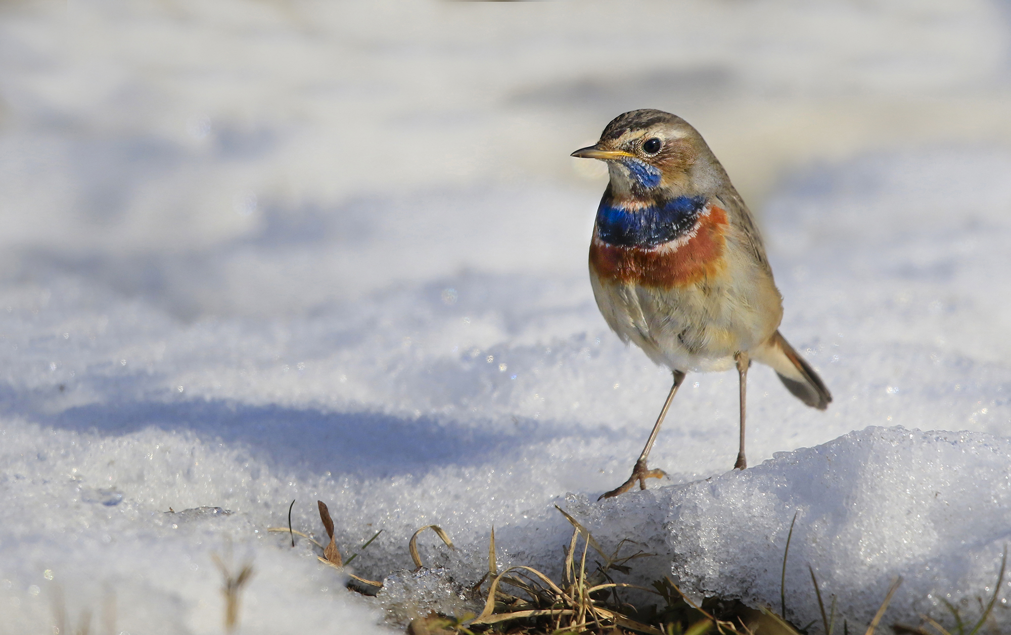il pettazzurro e la neve