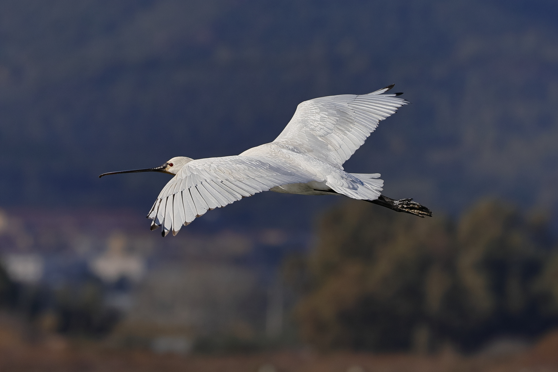 Spatola in primo piano in volo