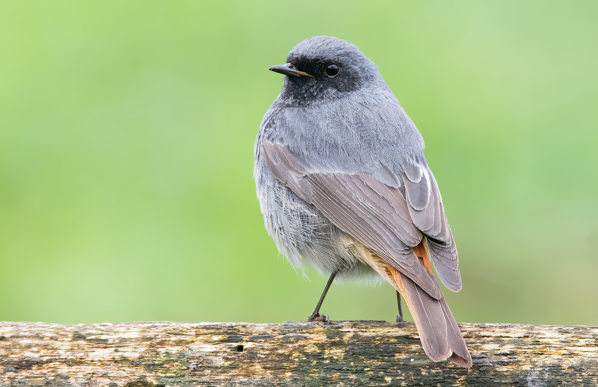 Scaly Scaventer (Phoenicurus ochruros)