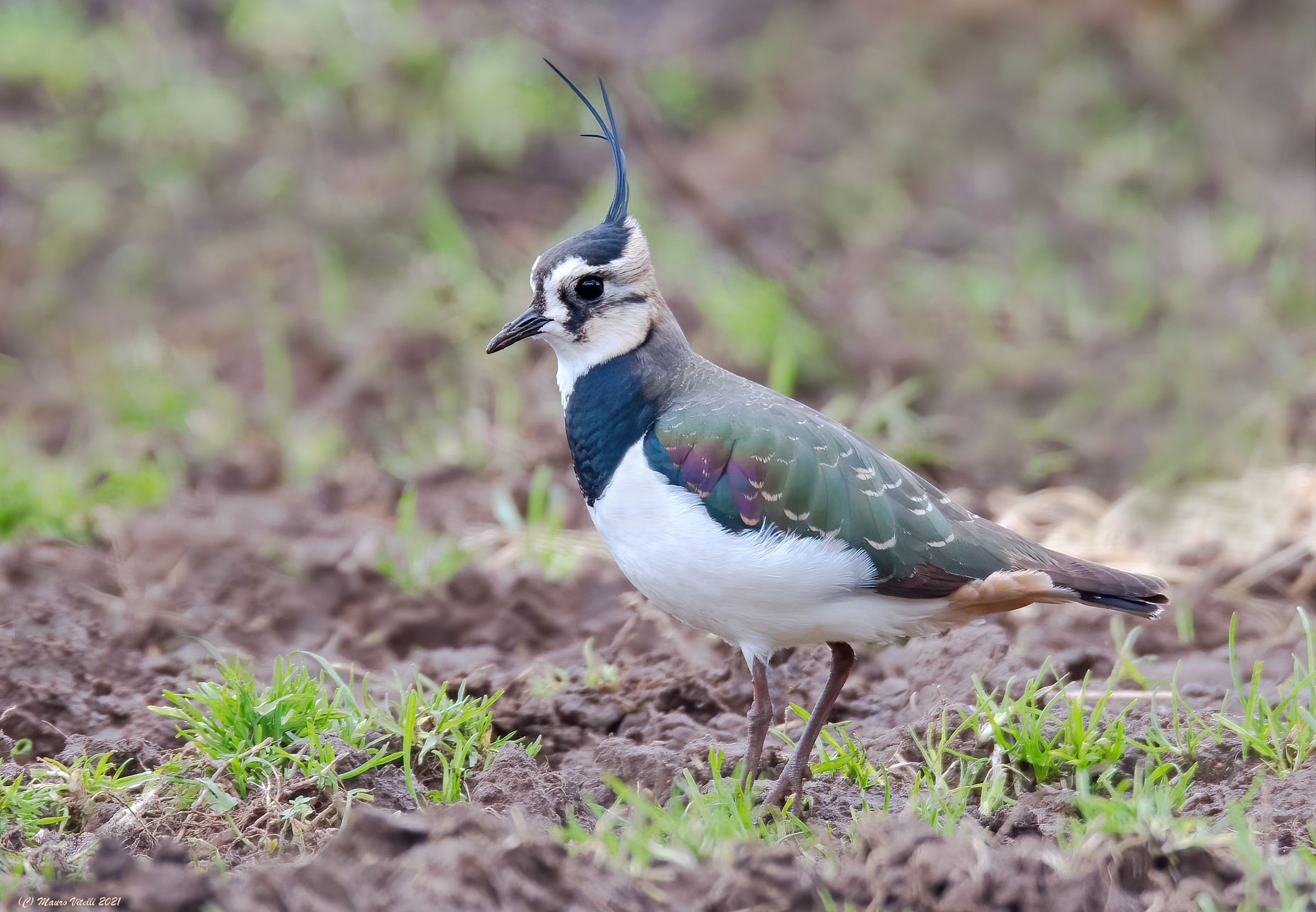Peacock (Vanellus vanellus)