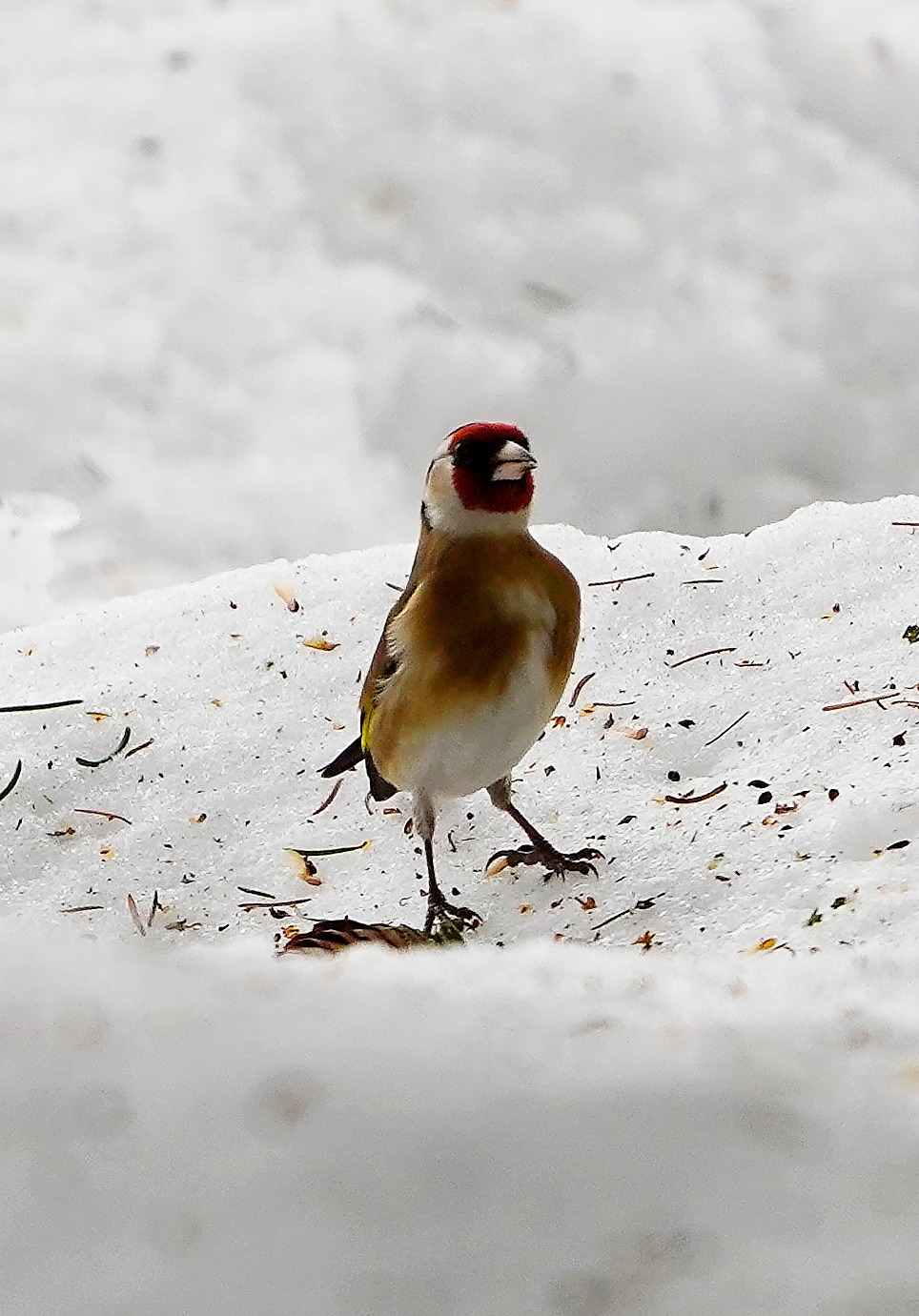 goldfinch on the snow
