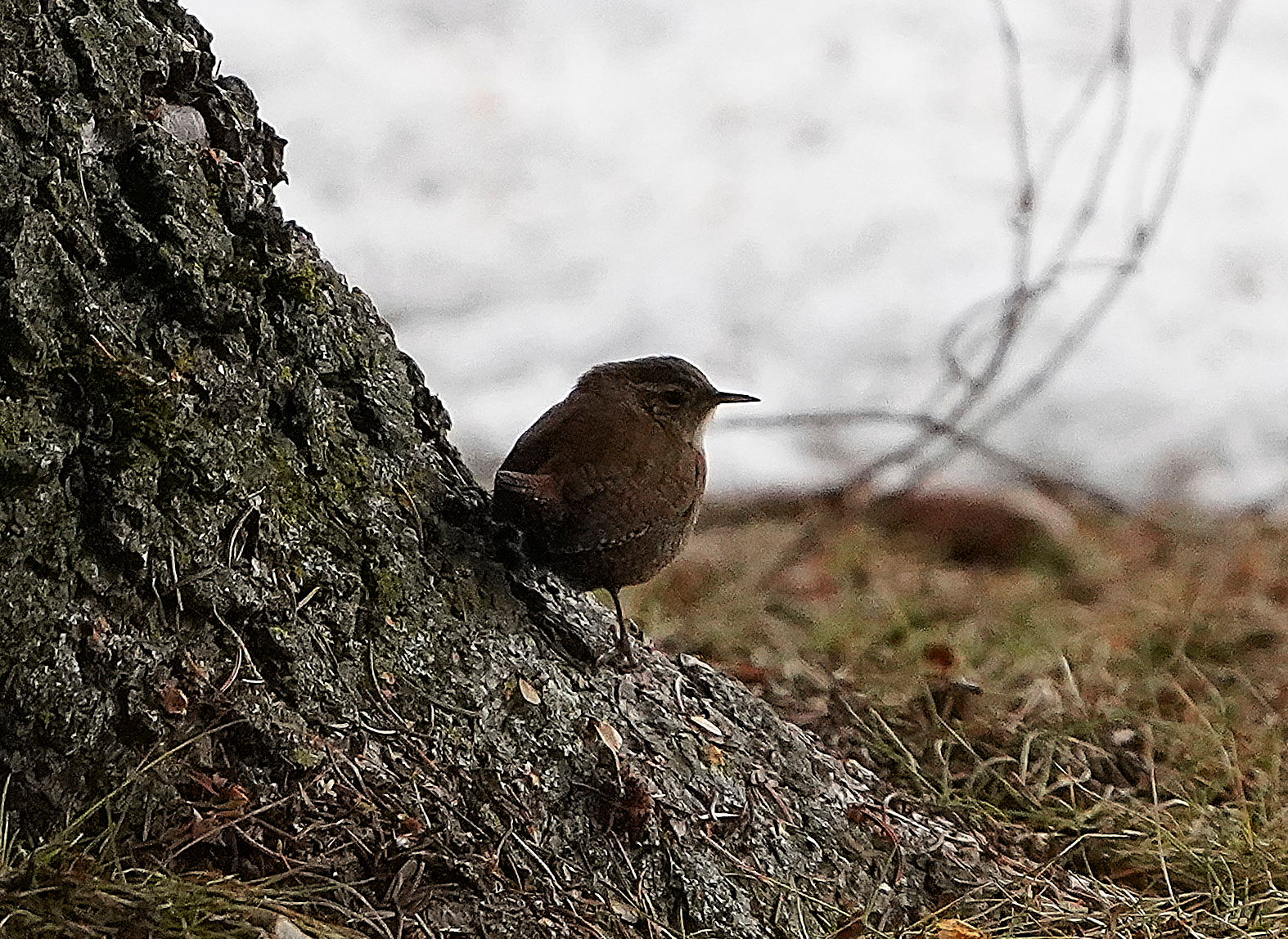 Wren