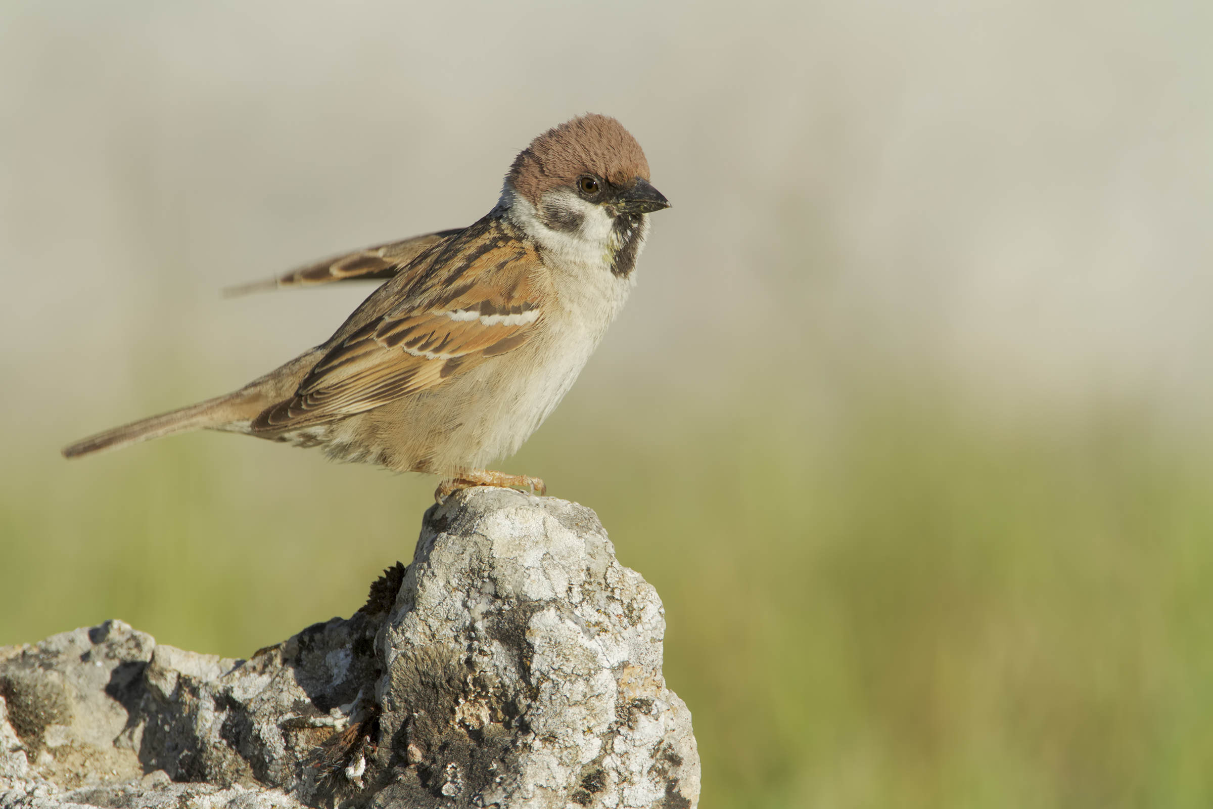 Passera mattugia