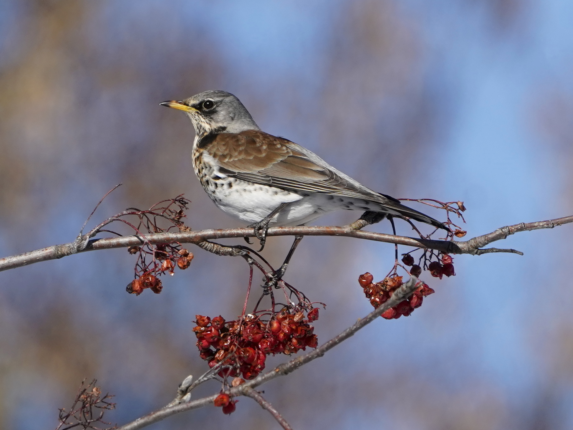 Ceserna posing on the sorbo