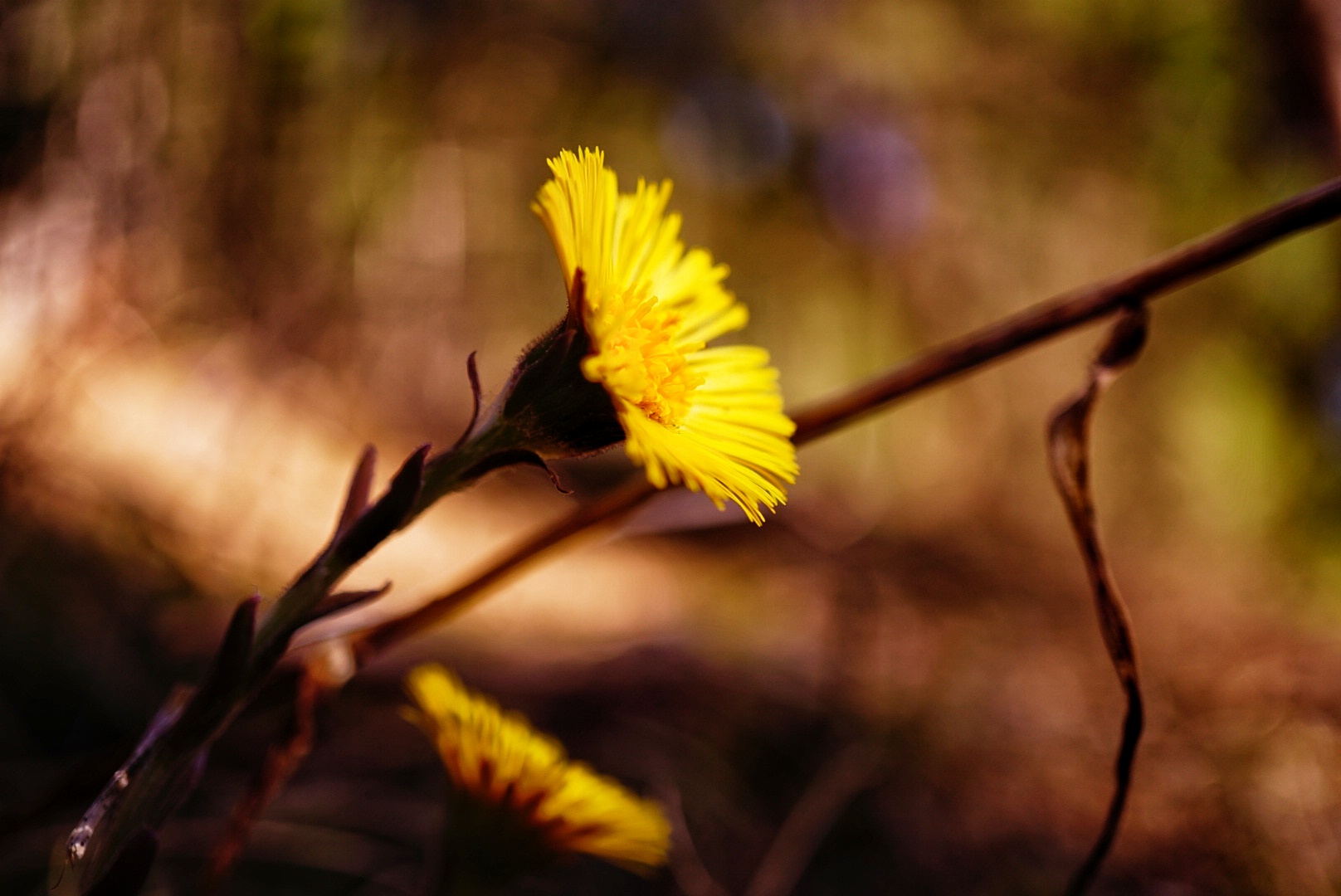 fiori di montagna