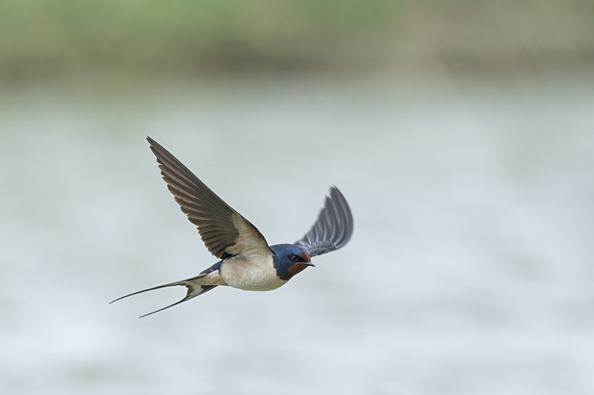 rondine  valli bolognesi  luglio 2019