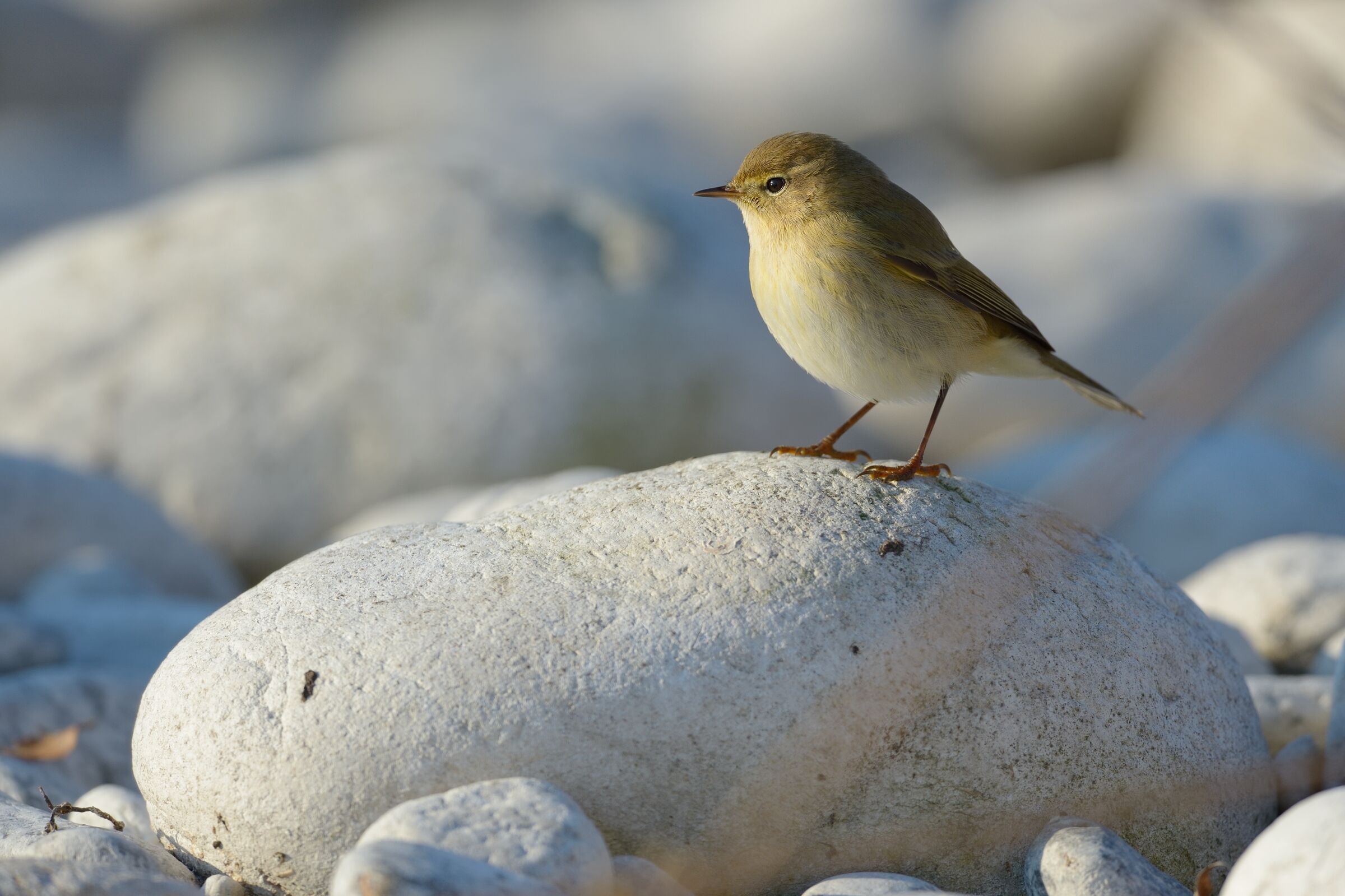 Luì piccolo (Phylloscopus collybita)