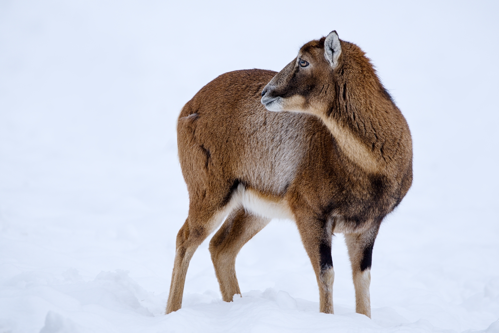 mouflon in the snow